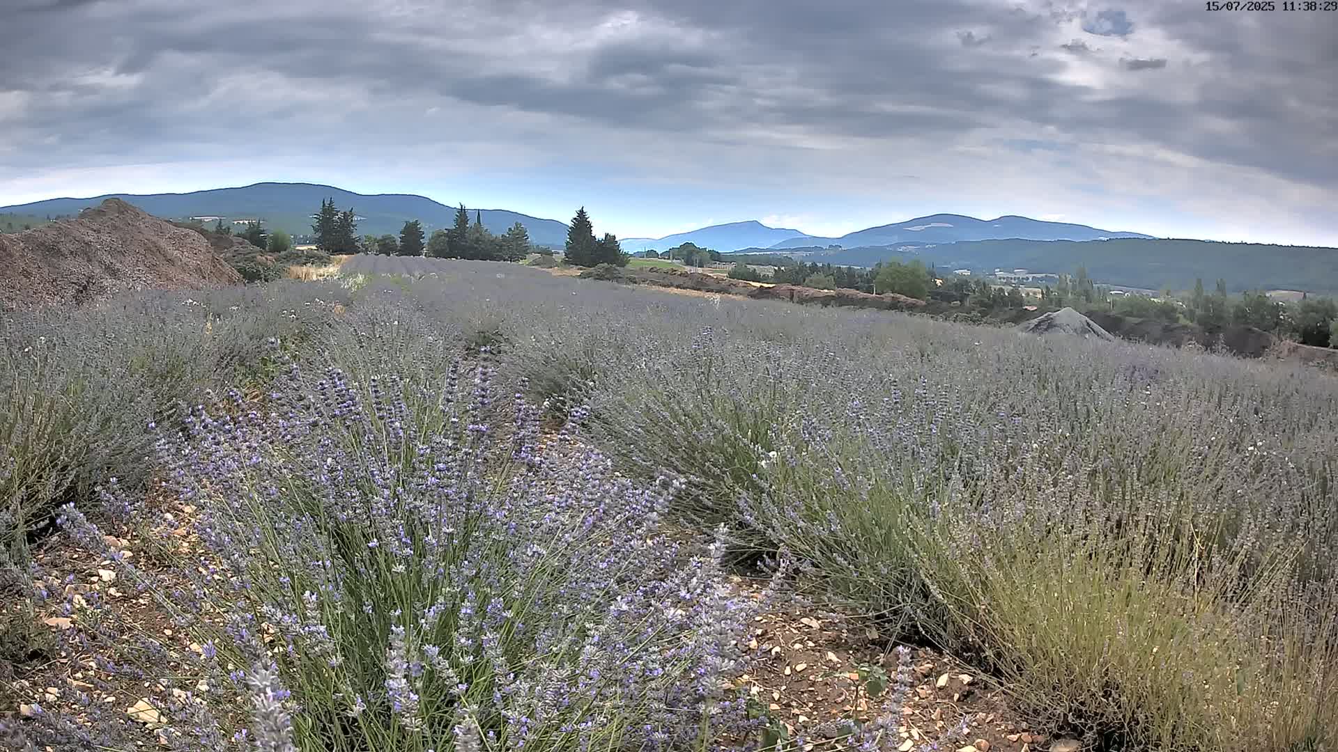 Sault - Pied du Ventoux Plant Field Panaromic Live Cam - Carpentras, Vaucluse, Provence-Alpes-Cote d’Azur, France