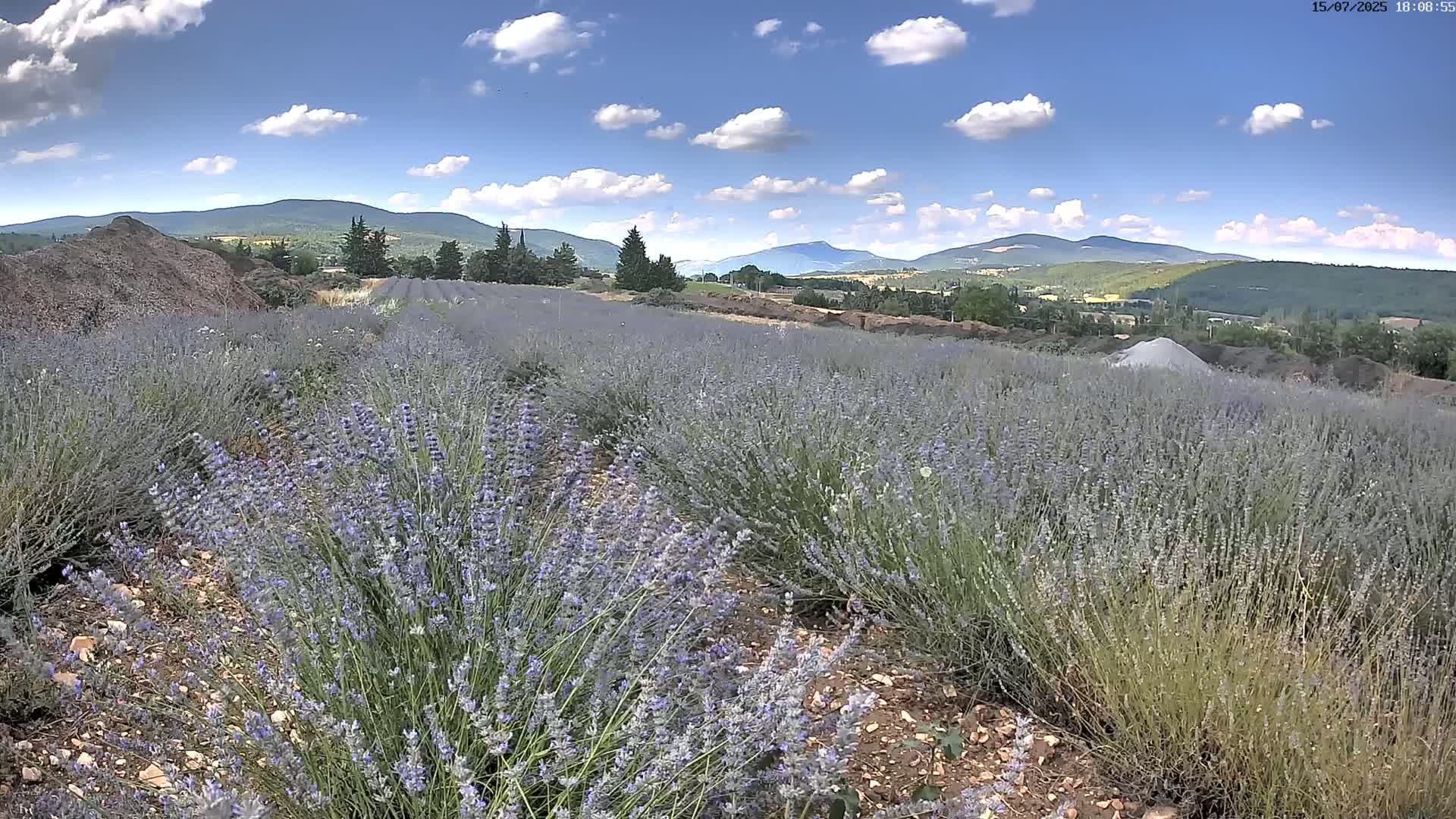 Sault - Pied du Ventoux Plant Field Panaromic Live Cam - Carpentras, Vaucluse, Provence-Alpes-Cote d’Azur, France