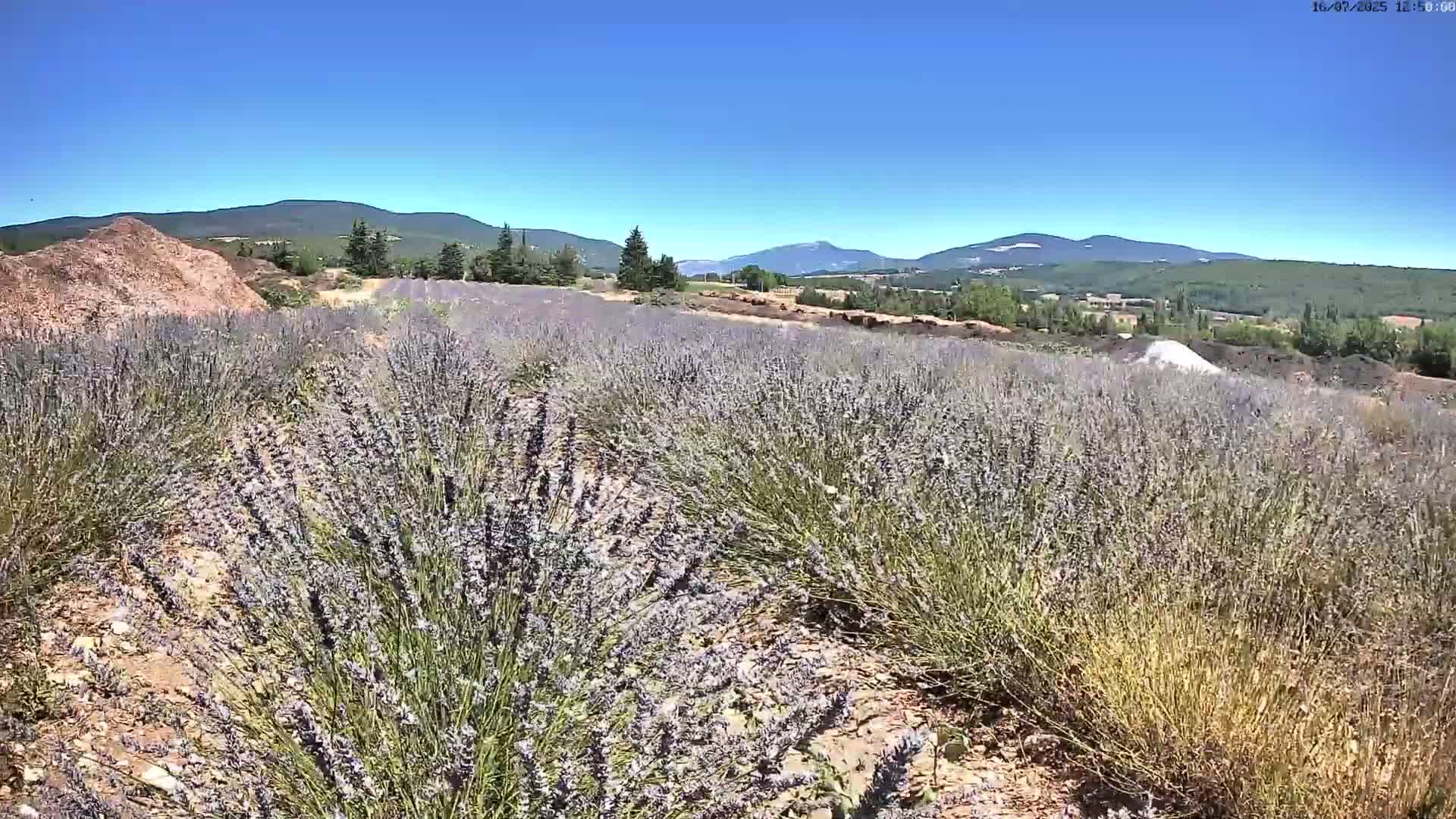 Sault - Pied du Ventoux Plant Field Panaromic Live Cam - Carpentras, Vaucluse, Provence-Alpes-Cote d’Azur, France