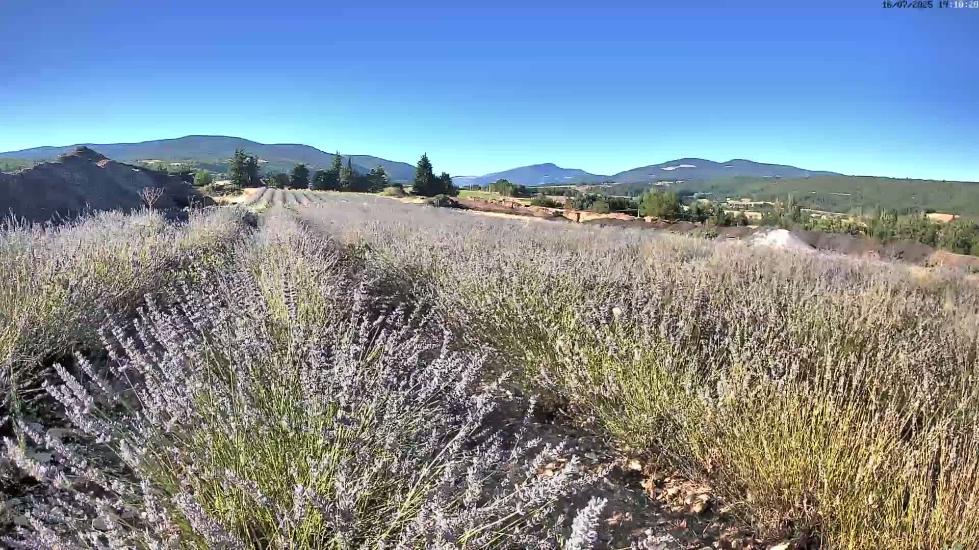 Sault - Pied du Ventoux Plant Field Panaromic Live Cam - Carpentras, Vaucluse, Provence-Alpes-Cote d’Azur, France