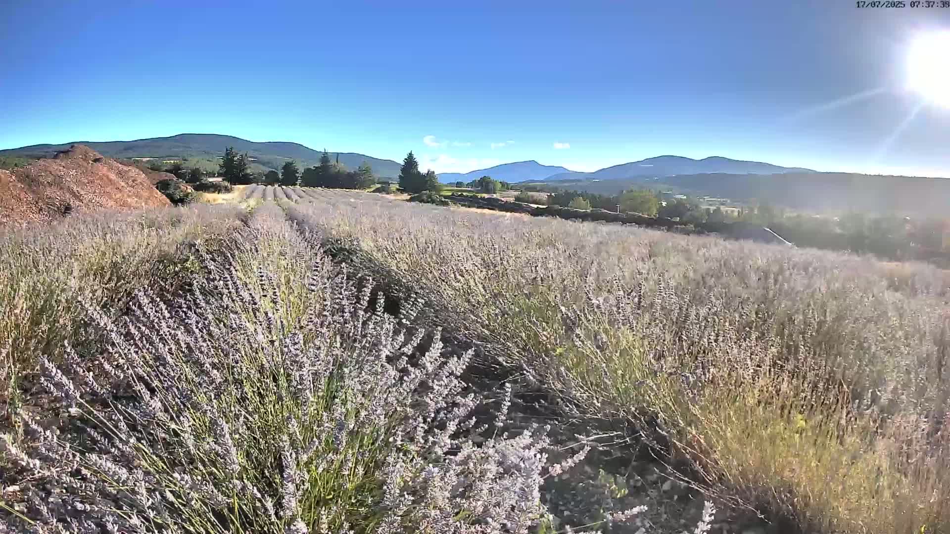 Sault - Pied du Ventoux Plant Field Panaromic Live Cam - Carpentras, Vaucluse, Provence-Alpes-Cote d’Azur, France