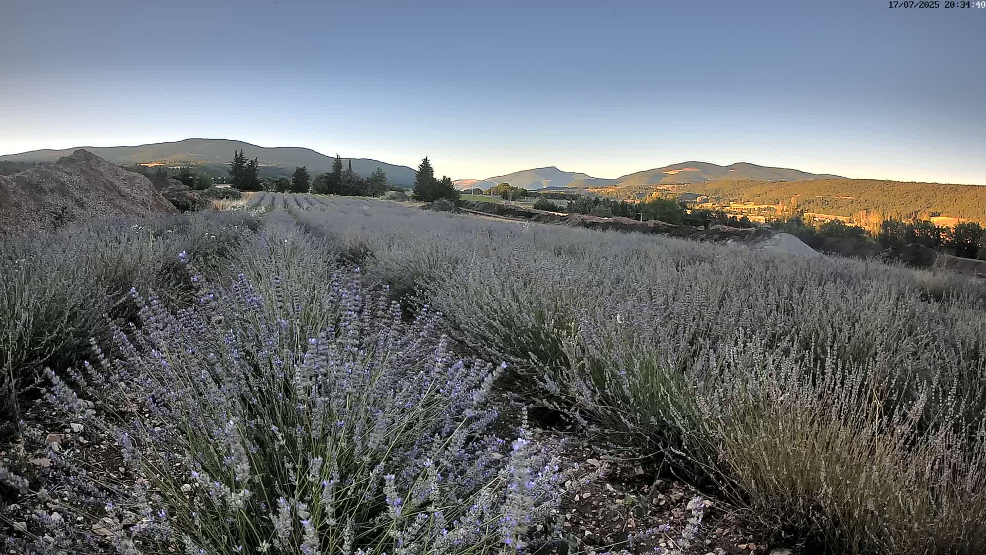 Sault - Pied du Ventoux Plant Field Panaromic Live Cam - Carpentras, Vaucluse, Provence-Alpes-Cote d’Azur, France
