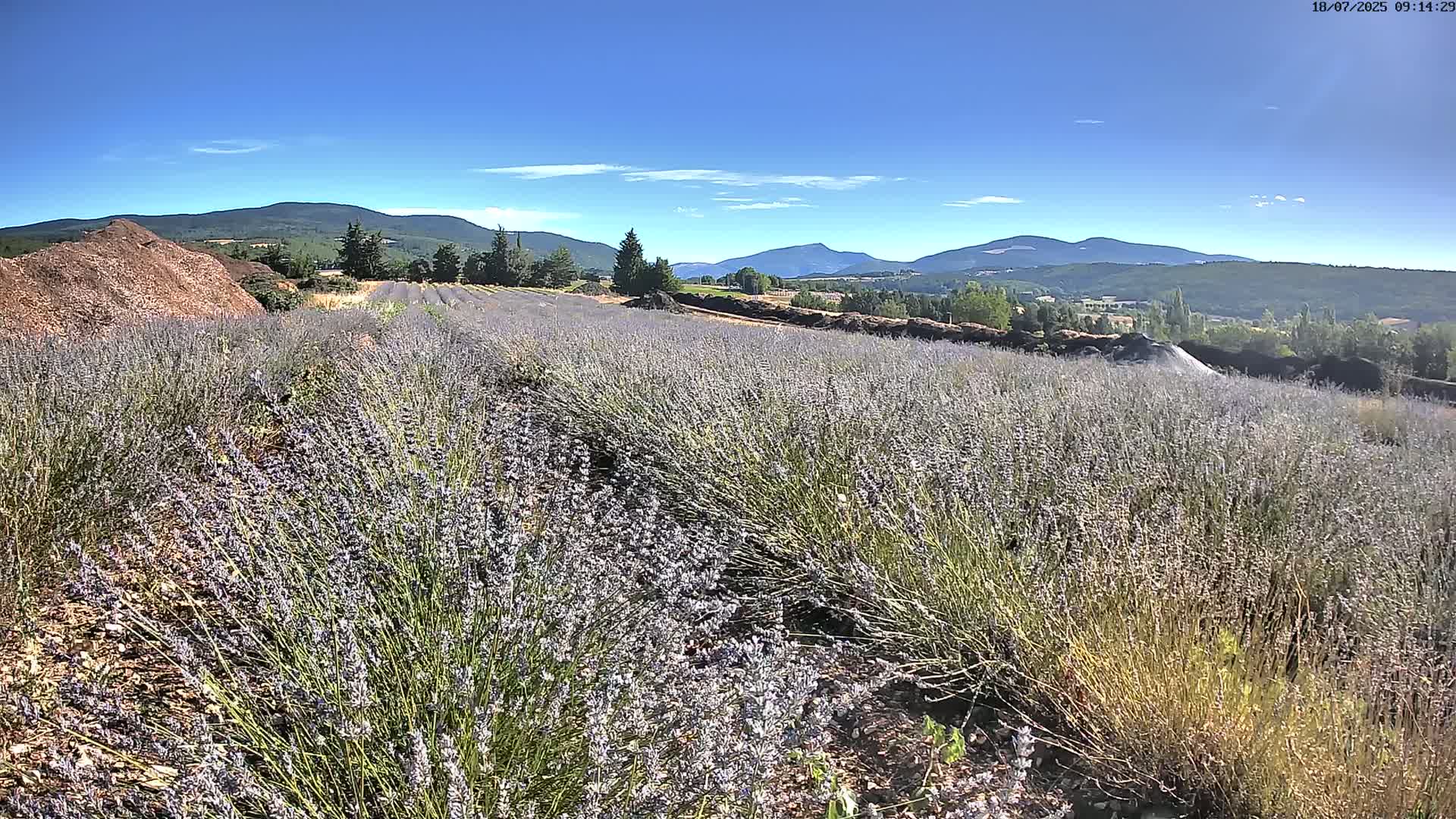 A sprawling lavender field stretches towards distant mountains under a clear blue sky.