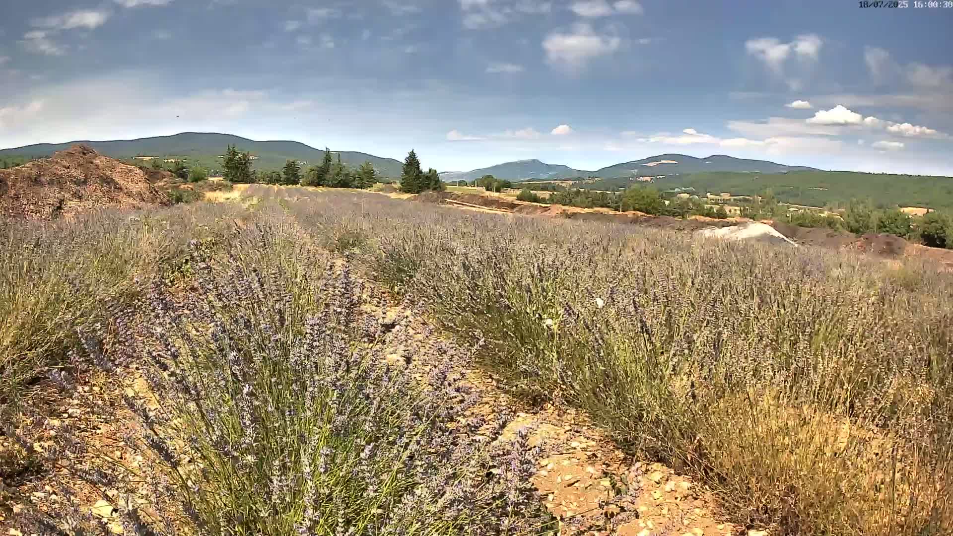 Sault - Pied du Ventoux Plant Field Panaromic Live Cam - Carpentras, Vaucluse, Provence-Alpes-Cote d’Azur, France