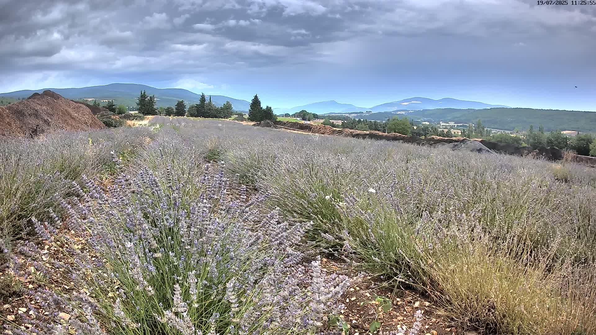 Sault - Pied du Ventoux Plant Field Panaromic Live Cam - Carpentras, Vaucluse, Provence-Alpes-Cote d’Azur, France