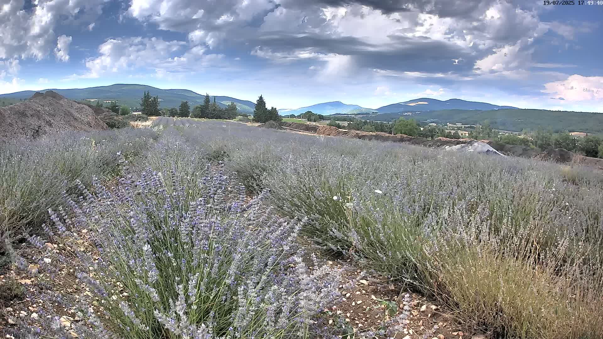 Sault - Pied du Ventoux Plant Field Panaromic Live Cam - Carpentras, Vaucluse, Provence-Alpes-Cote d’Azur, France