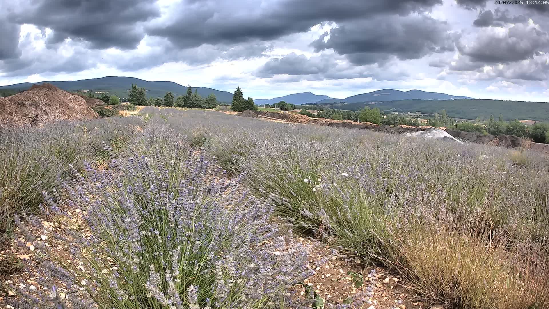 Sault - Pied du Ventoux Plant Field Panaromic Live Cam - Carpentras, Vaucluse, Provence-Alpes-Cote d’Azur, France