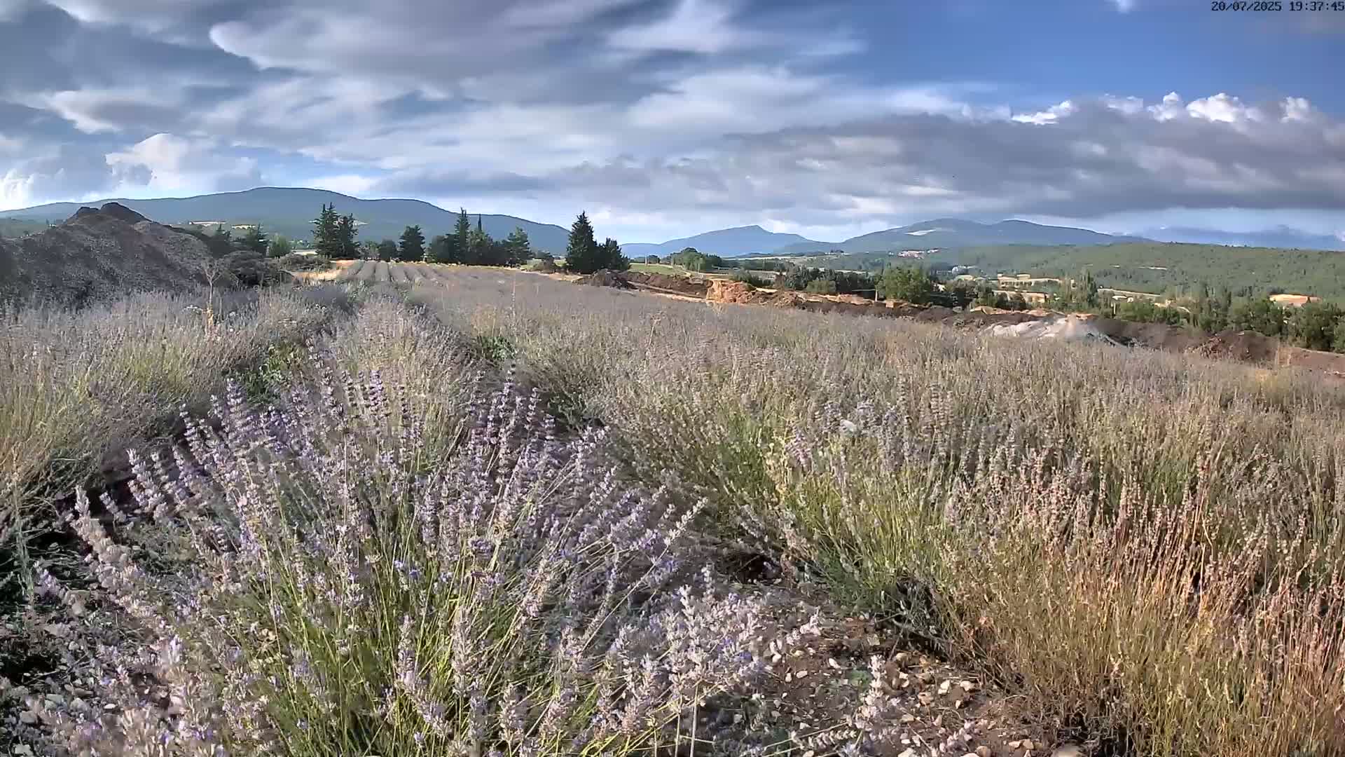 Sault - Pied du Ventoux Plant Field Panaromic Live Cam - Carpentras, Vaucluse, Provence-Alpes-Cote d’Azur, France