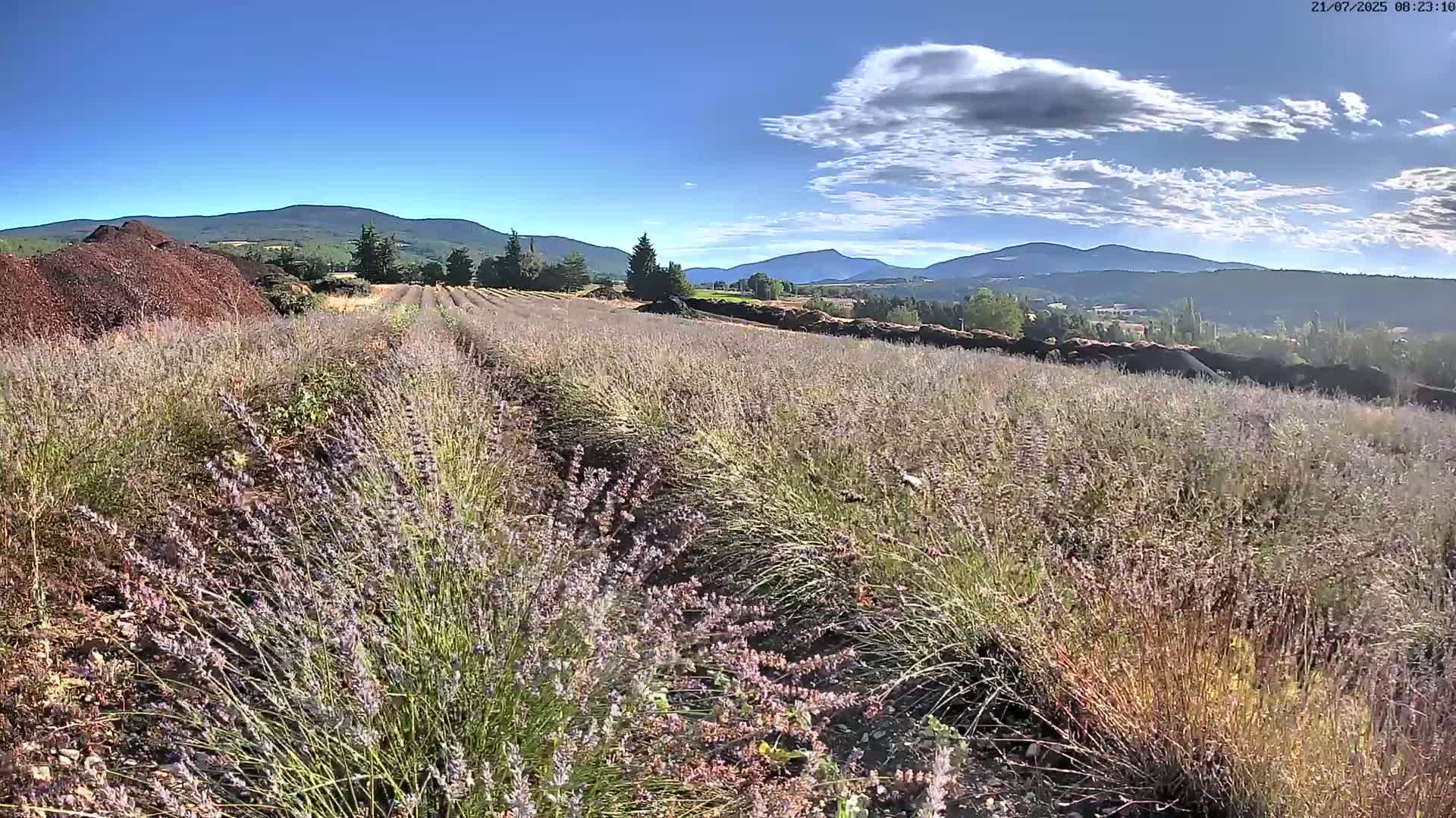 Sault - Pied du Ventoux Plant Field Panaromic Live Cam - Carpentras, Vaucluse, Provence-Alpes-Cote d’Azur, France