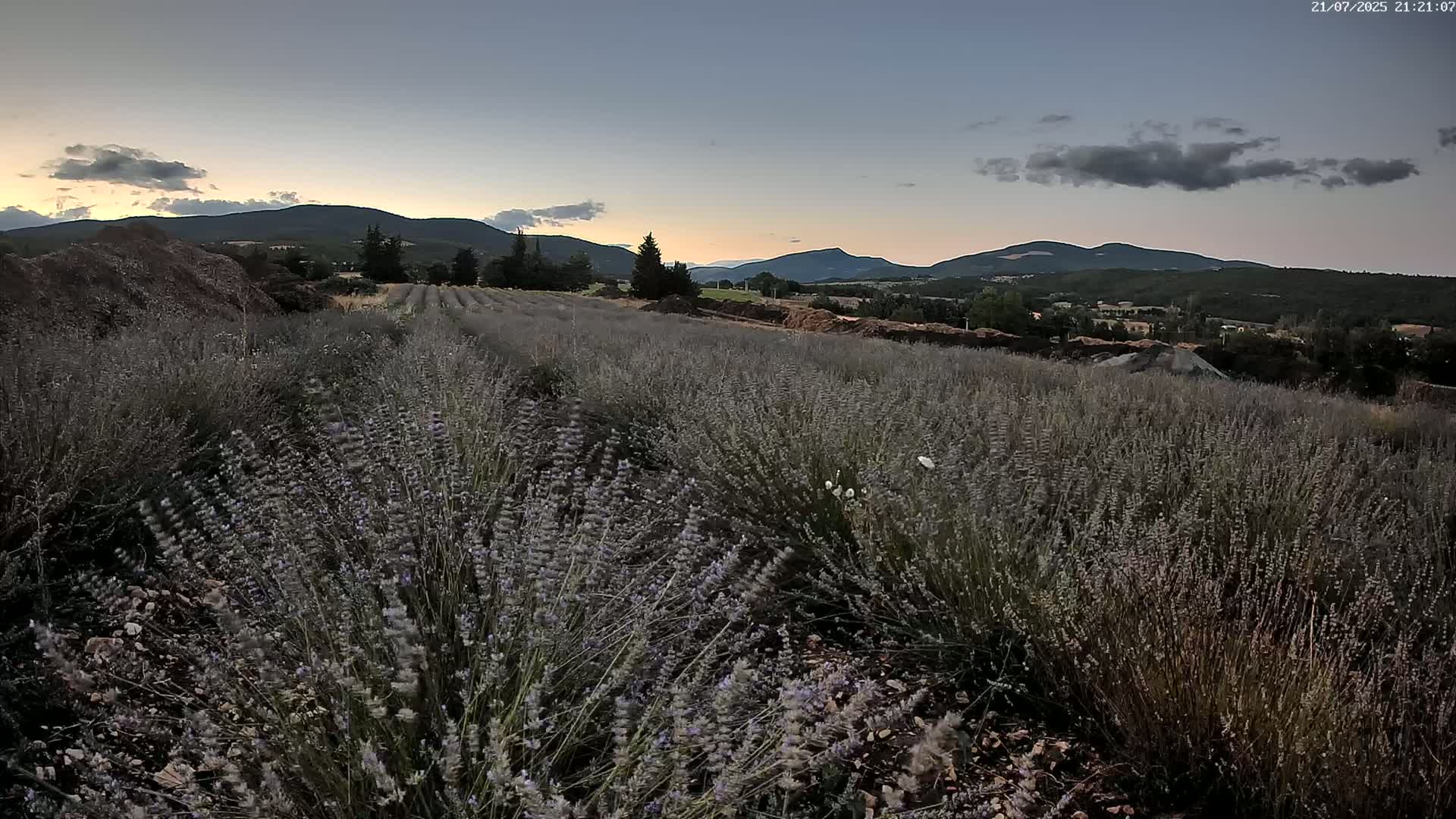 Sault - Pied du Ventoux Plant Field Panaromic Live Cam - Carpentras, Vaucluse, Provence-Alpes-Cote d’Azur, France