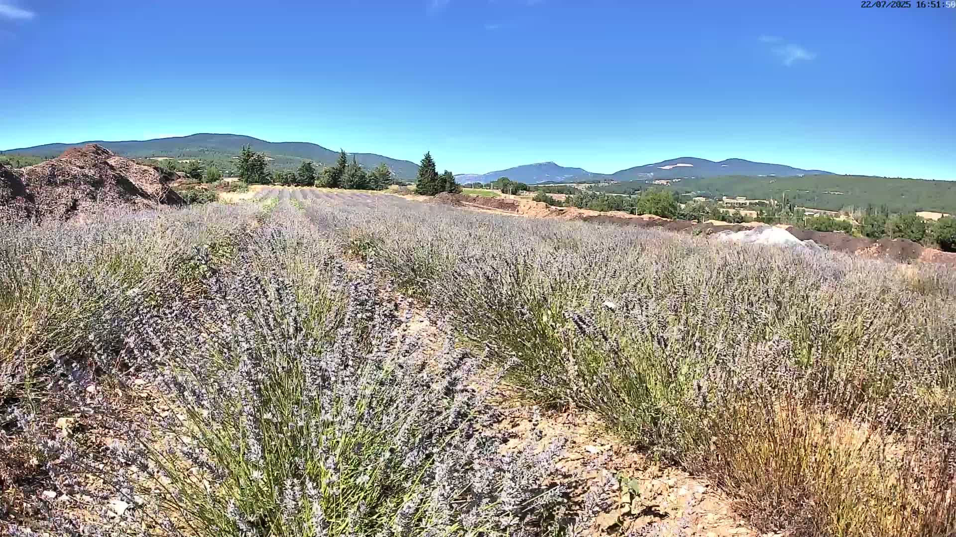 Sault - Pied du Ventoux Plant Field Panaromic Live Cam - Carpentras, Vaucluse, Provence-Alpes-Cote d’Azur, France