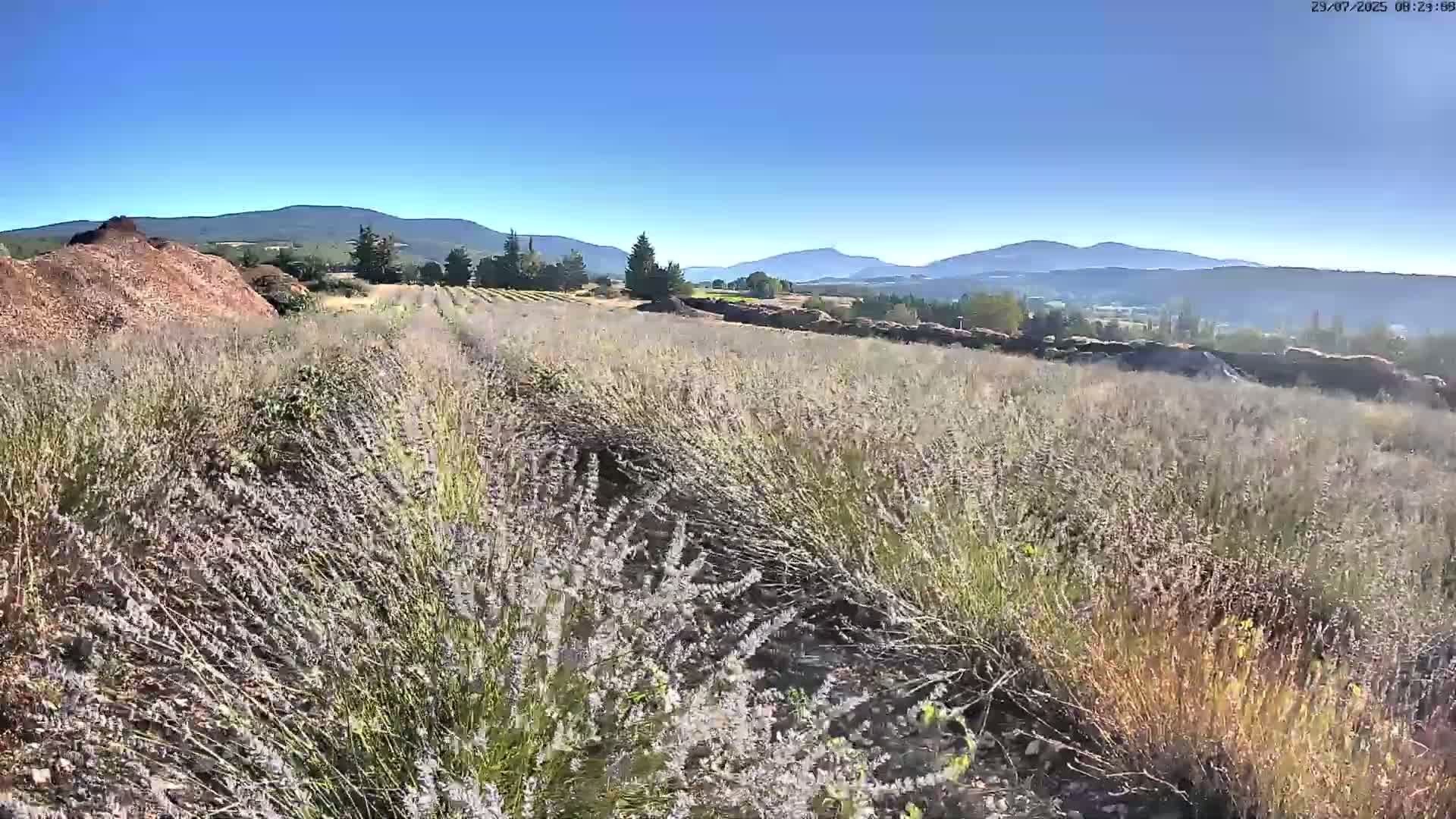 Sault - Pied du Ventoux Plant Field Panaromic Live Cam - Carpentras, Vaucluse, Provence-Alpes-Cote d’Azur, France