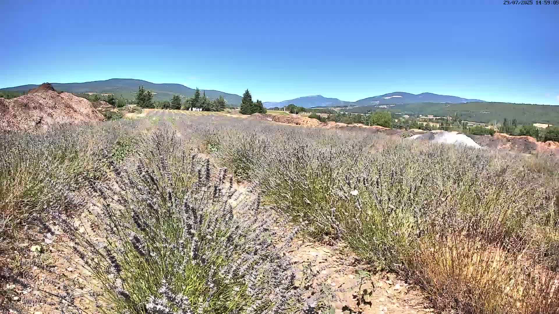 Sault - Pied du Ventoux Plant Field Panaromic Live Cam - Carpentras, Vaucluse, Provence-Alpes-Cote d’Azur, France