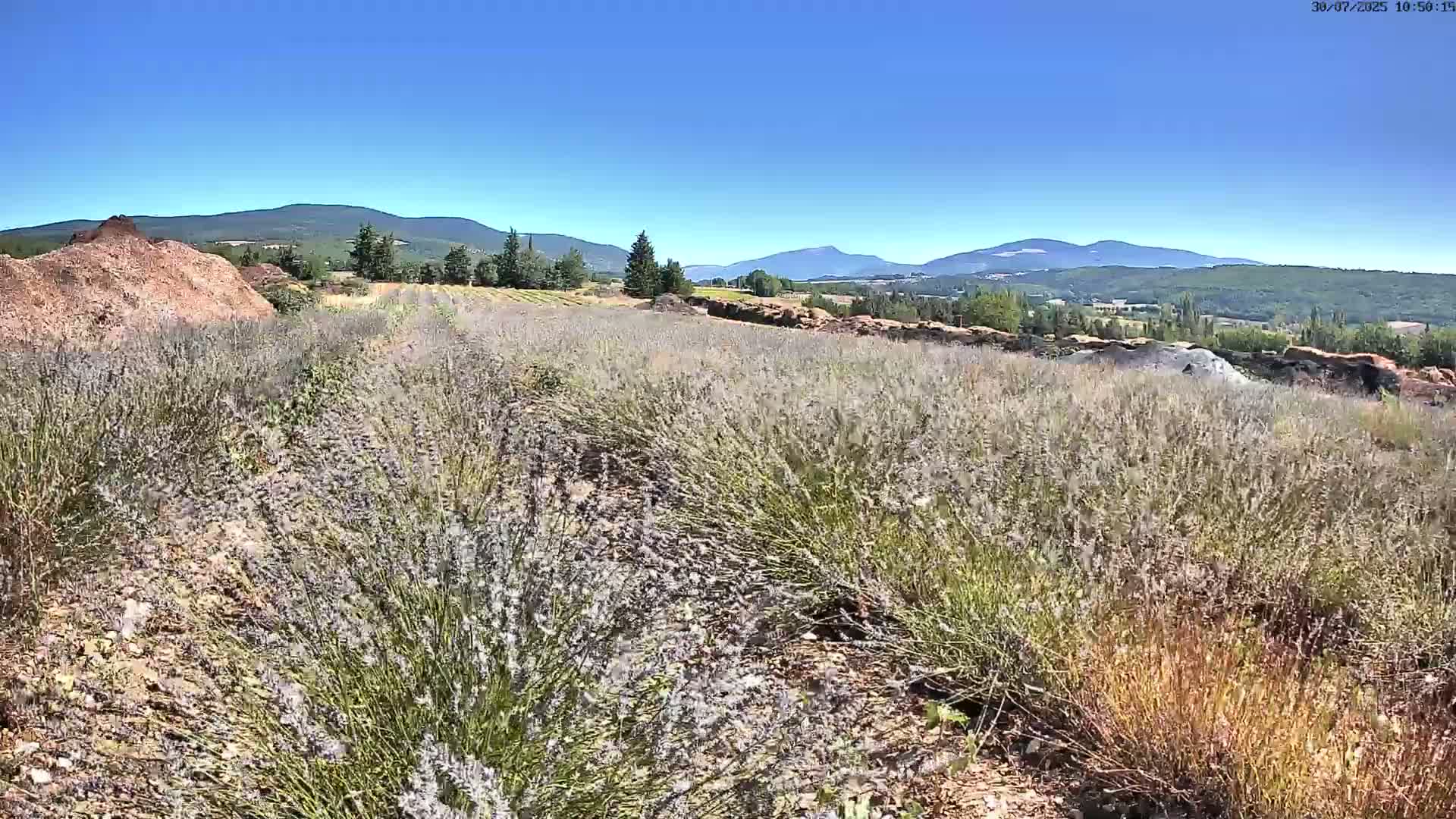 Sault - Pied du Ventoux Plant Field Panaromic Live Cam - Carpentras, Vaucluse, Provence-Alpes-Cote d’Azur, France
