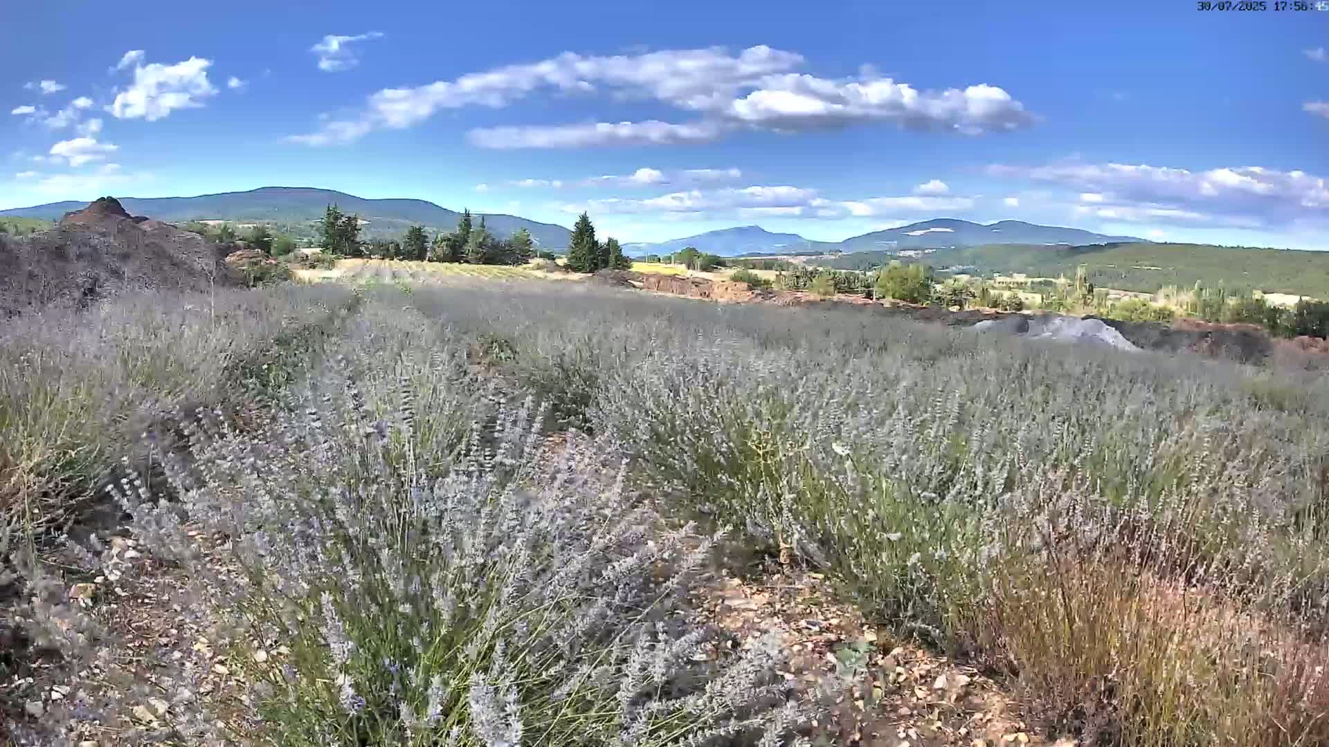 Sault - Pied du Ventoux Plant Field Panaromic Live Cam - Carpentras, Vaucluse, Provence-Alpes-Cote d’Azur, France