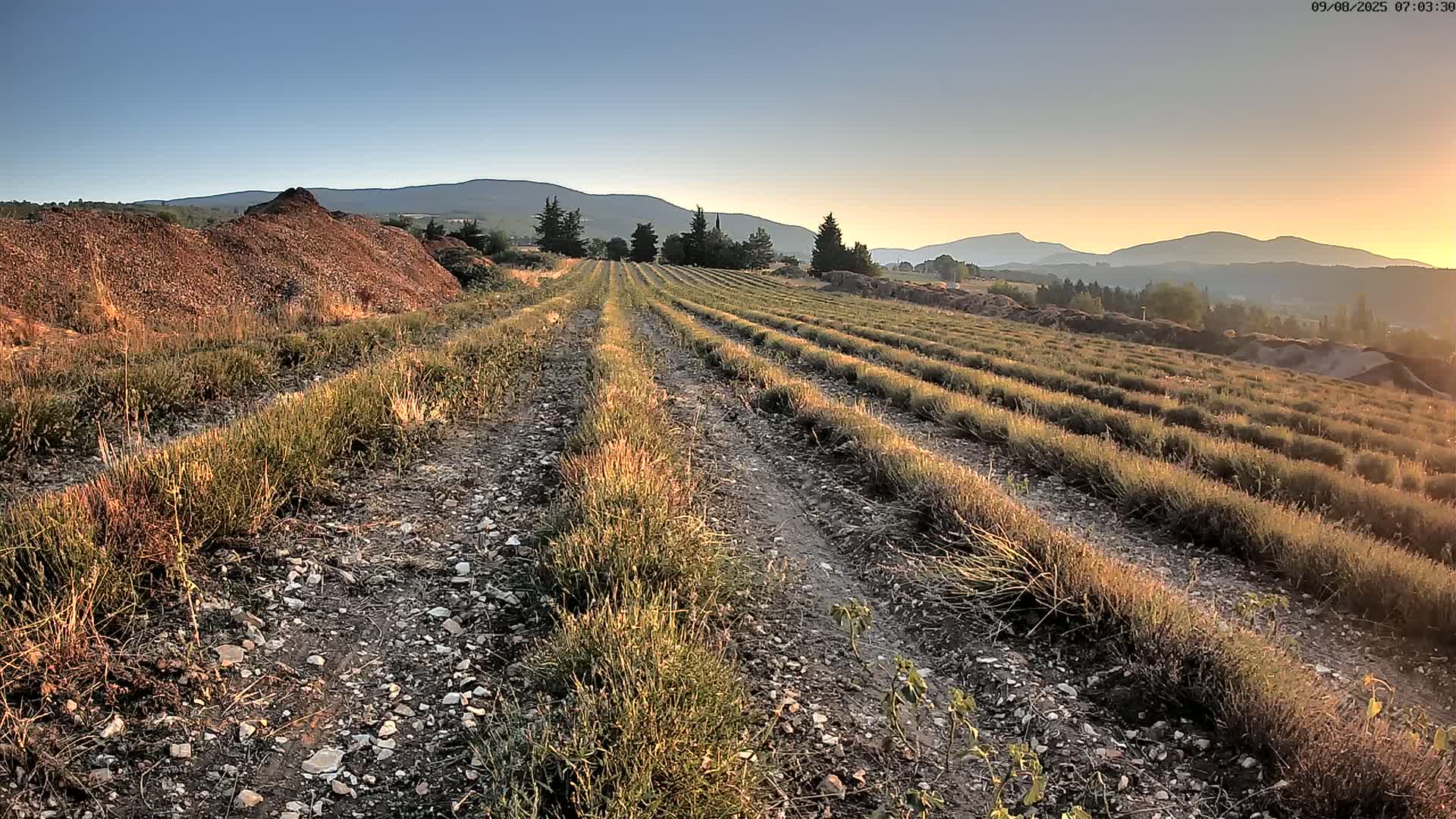 Sault - Pied du Ventoux Plant Field Panaromic Live Cam - Carpentras, Vaucluse, Provence-Alpes-Cote d’Azur, France