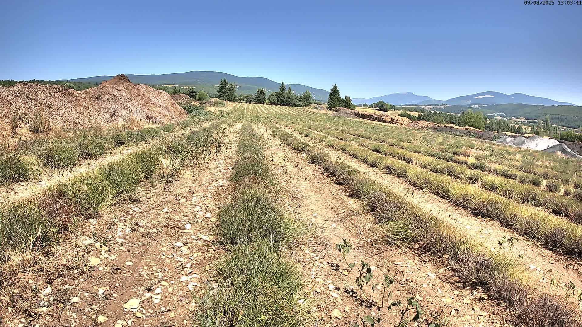 Sault - Pied du Ventoux Plant Field Panaromic Live Cam - Carpentras, Vaucluse, Provence-Alpes-Cote d’Azur, France