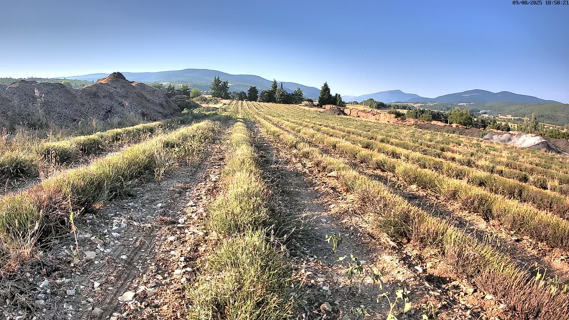 Sault - Pied du Ventoux Plant Field Panaromic Live Cam - Carpentras, Vaucluse, Provence-Alpes-Cote d’Azur, France