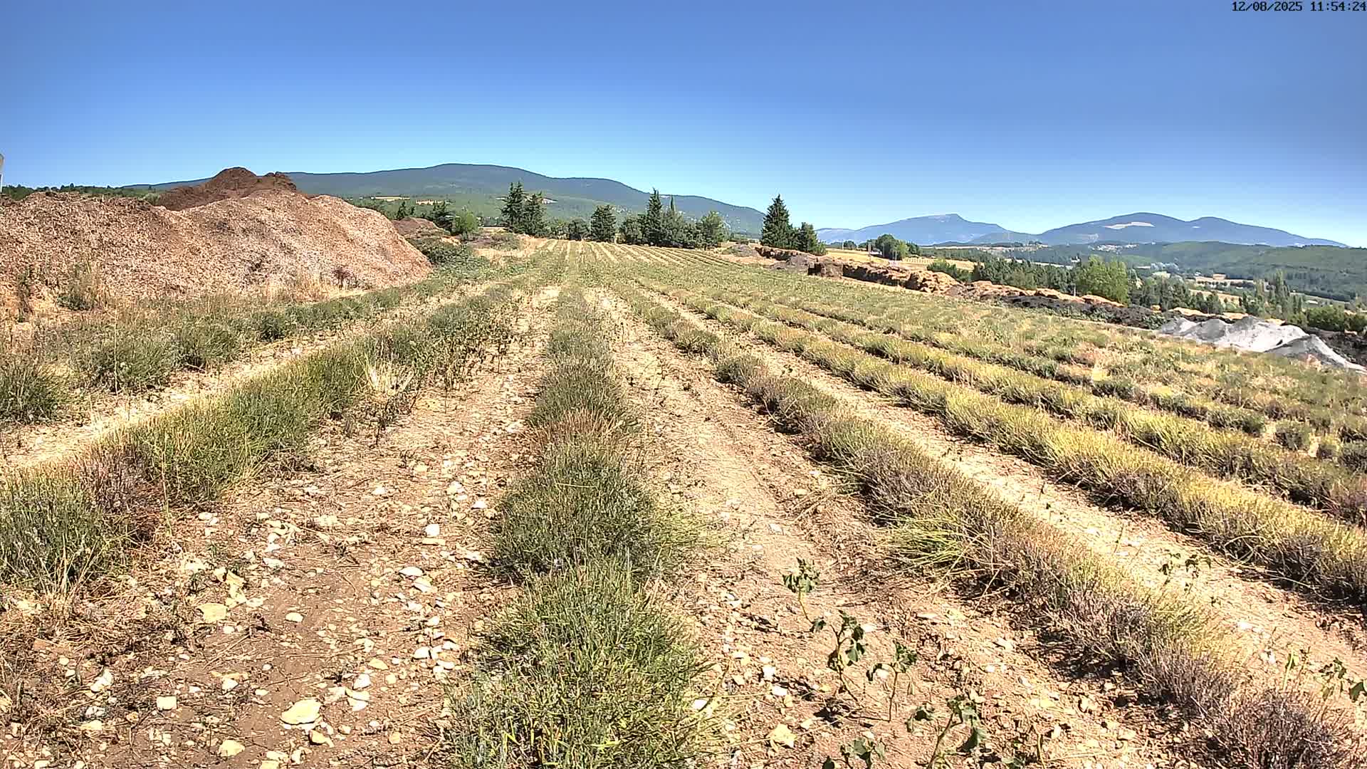 Sault - Pied du Ventoux Plant Field Panaromic Live Cam - Carpentras, Vaucluse, Provence-Alpes-Cote d’Azur, France