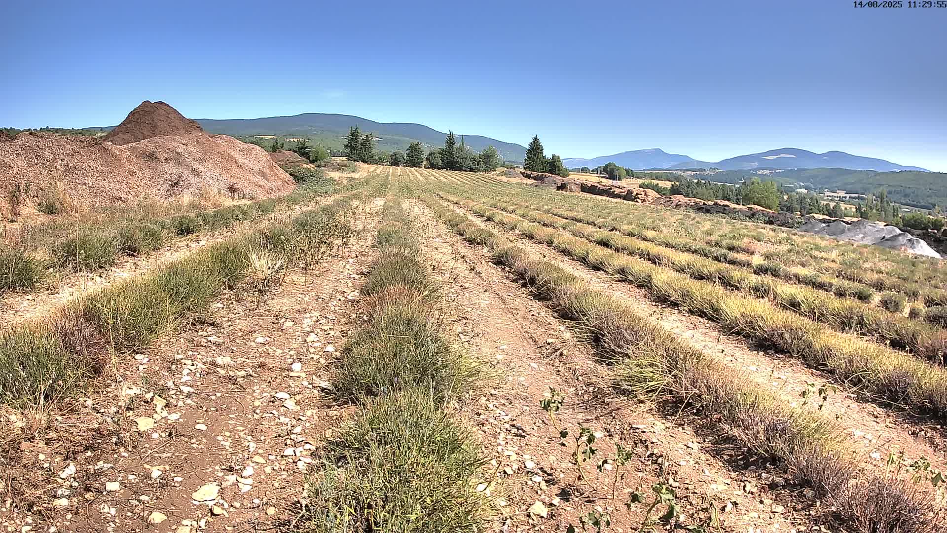 Sault - Pied du Ventoux Plant Field Panaromic Live Cam - Carpentras, Vaucluse, Provence-Alpes-Cote d’Azur, France