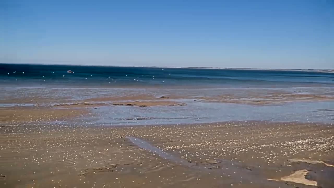A wide expanse of shallow, sandy beach dotted with small shells stretches to a calm, blue ocean under a clear, sunny sky.