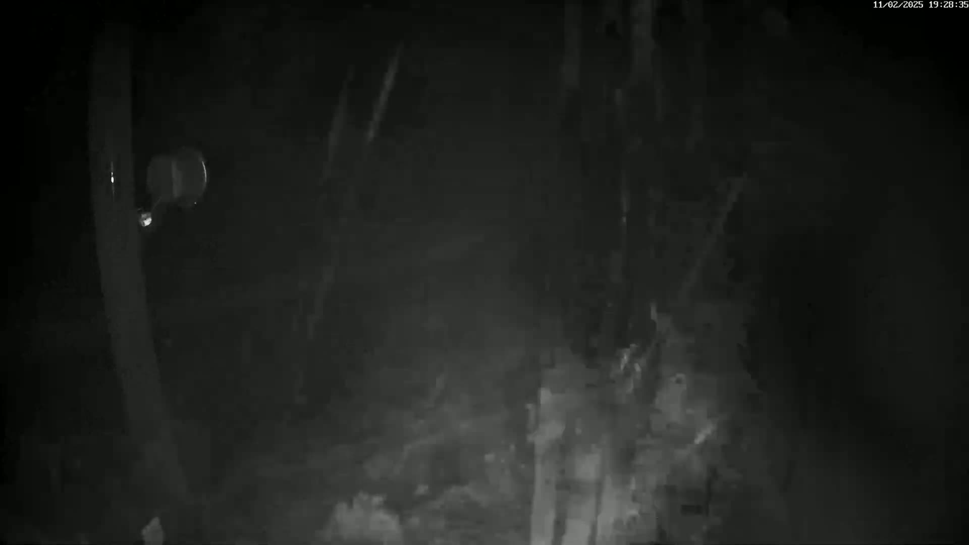 A nighttime, low-light image shows a blurry view of trees and bushes from a vehicle's perspective, with a side mirror visible.