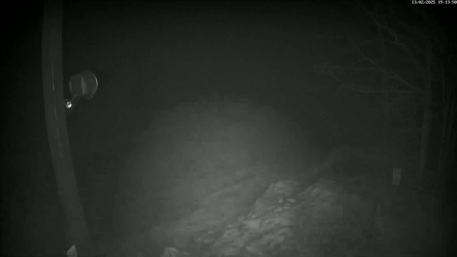 A nighttime, low-light image shows a portion of a vertical structure with a small, round object attached to it, in front of a dimly lit, indistinct outdoor area with bare branches visible in the background.