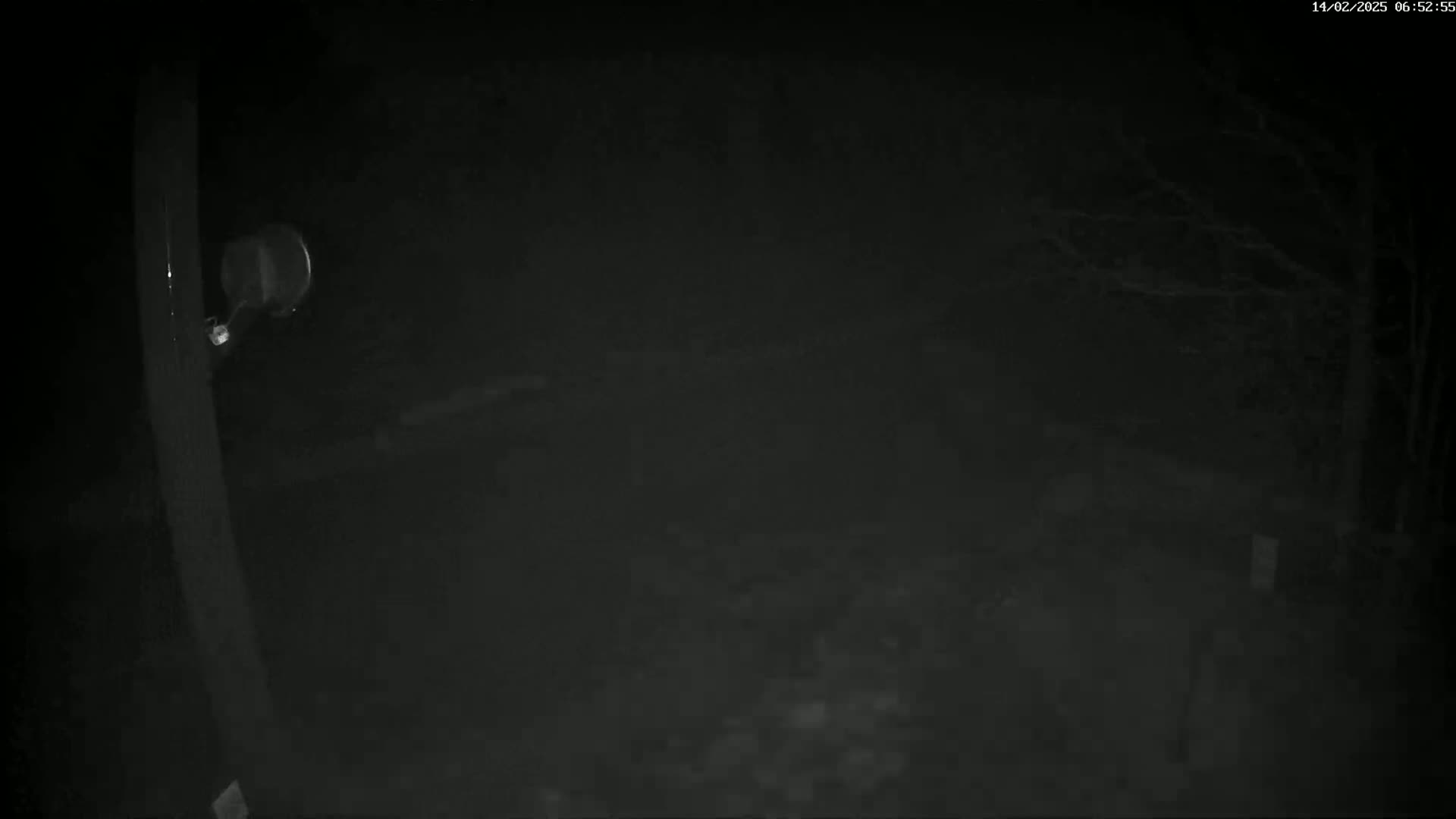 A dark, nighttime scene shows a blurry, indistinct yard with a pole and a light fixture visible near the left edge.