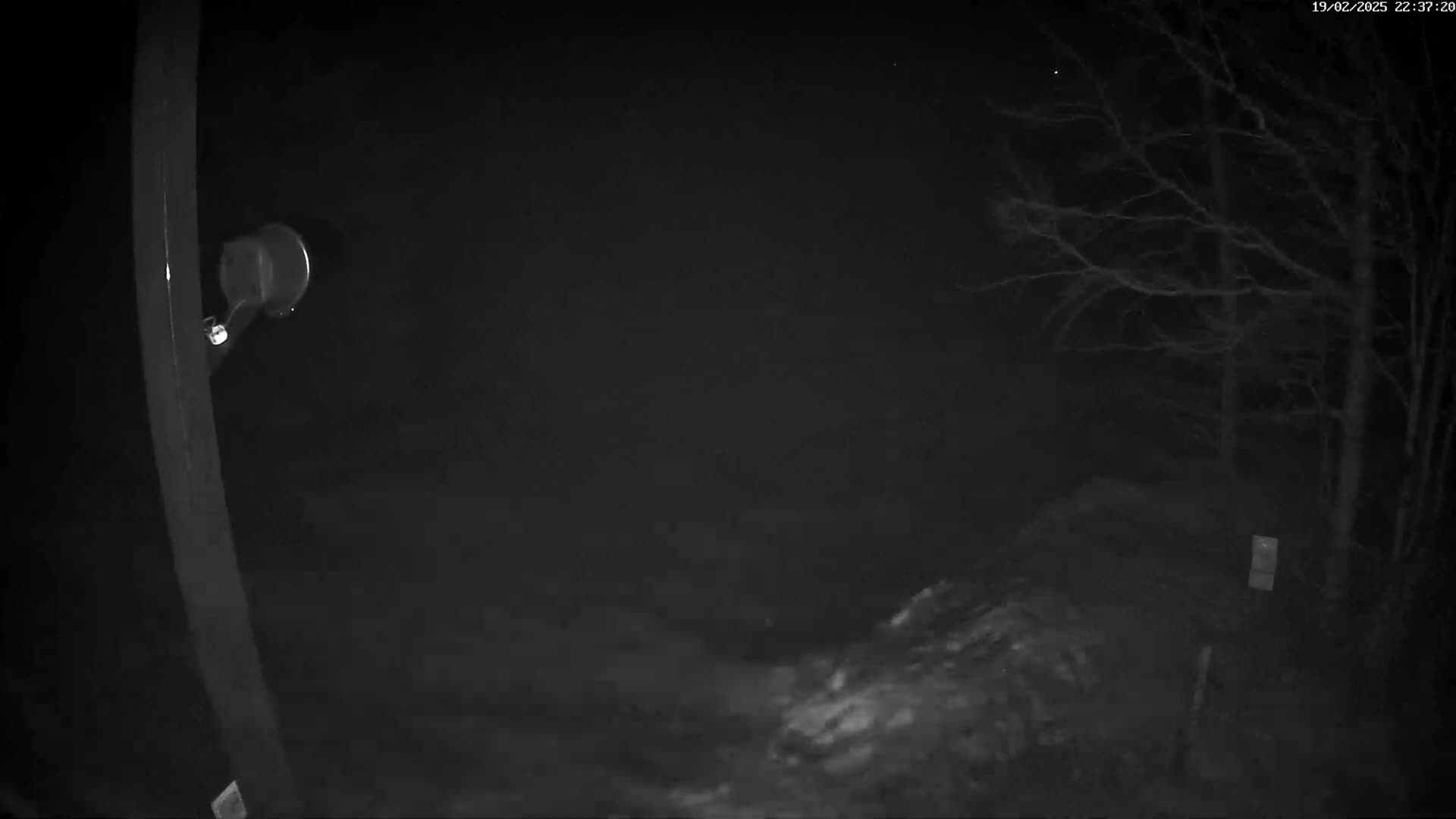 A nighttime, low-light image shows a dark, snowy or icy ground with bare trees in the background and a pole with a small, round object attached to it in the foreground.