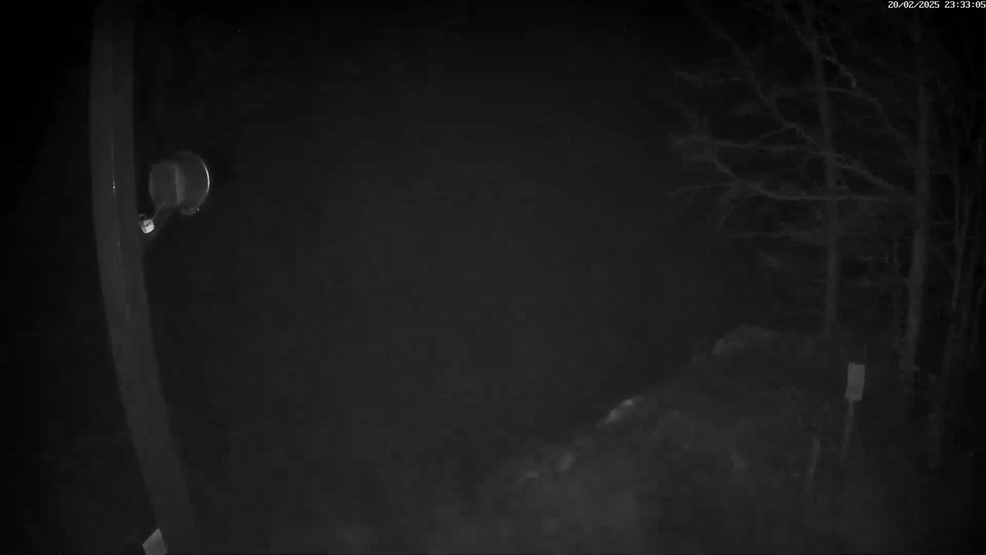 A nighttime, low-light image shows a dark, wooded area with a portion of a metal post and a small, round light fixture visible in the foreground.