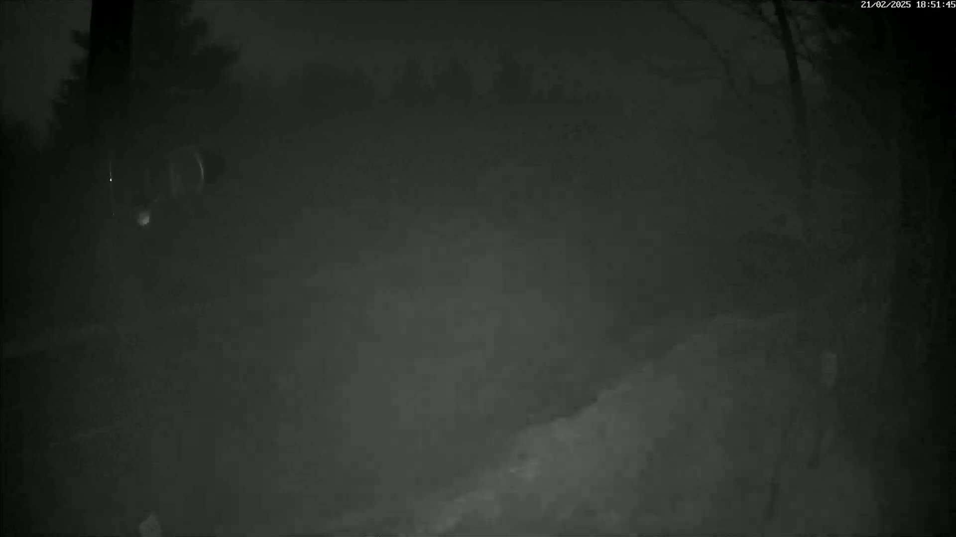 A nighttime, foggy view shows indistinct shapes of trees and a driveway.