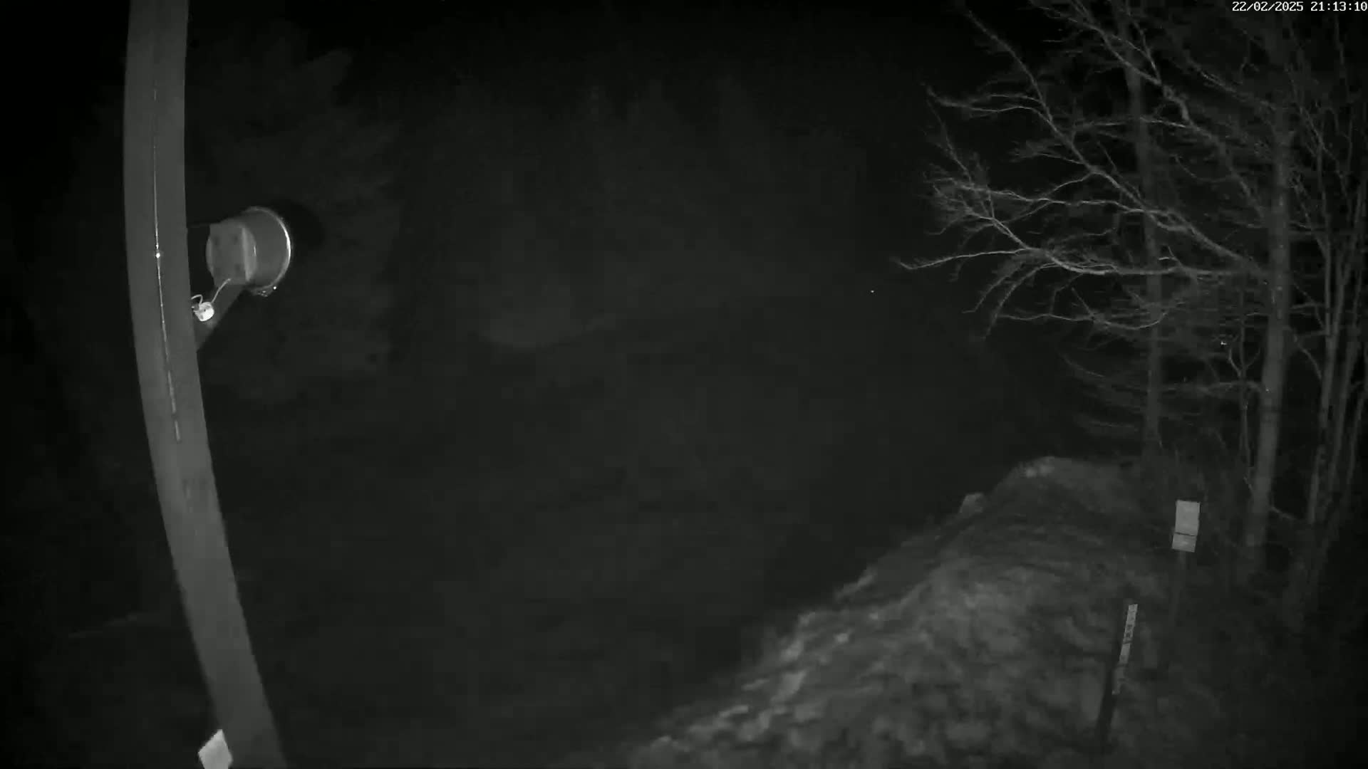 A nighttime, low-light image shows a dark, wooded area with bare trees and a small, round object attached to a pole.