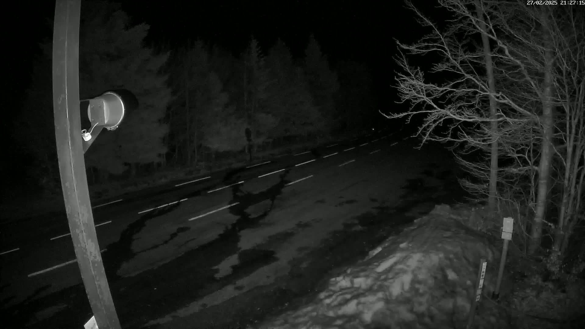 A nighttime view of a wet, two-lane road with white lane markings, bordered by dark trees and a snow-covered area to the right.