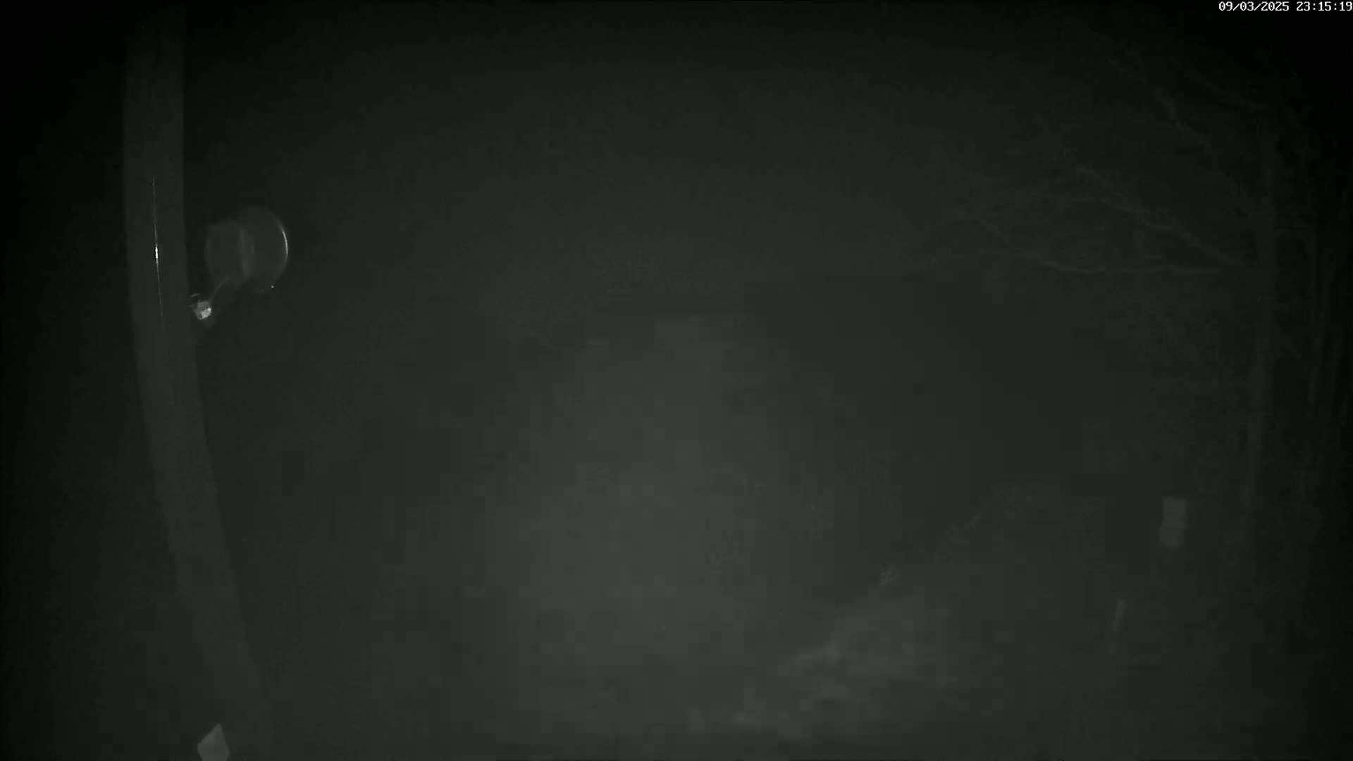A nighttime outdoor scene shows a dark, foggy area with bare trees and a security camera on a post.