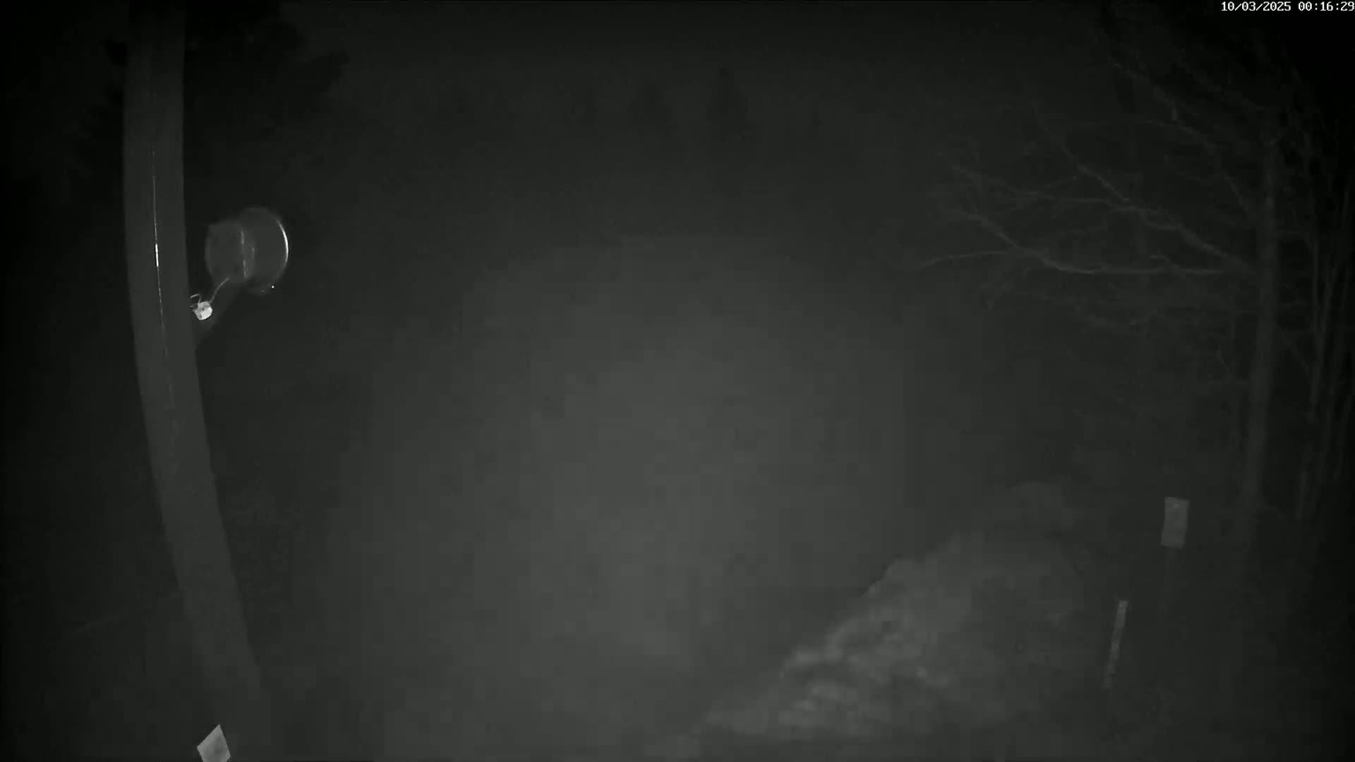 A nighttime, foggy view shows a dark, tree-lined area with a portion of a dark pole and a small, round object attached to it.