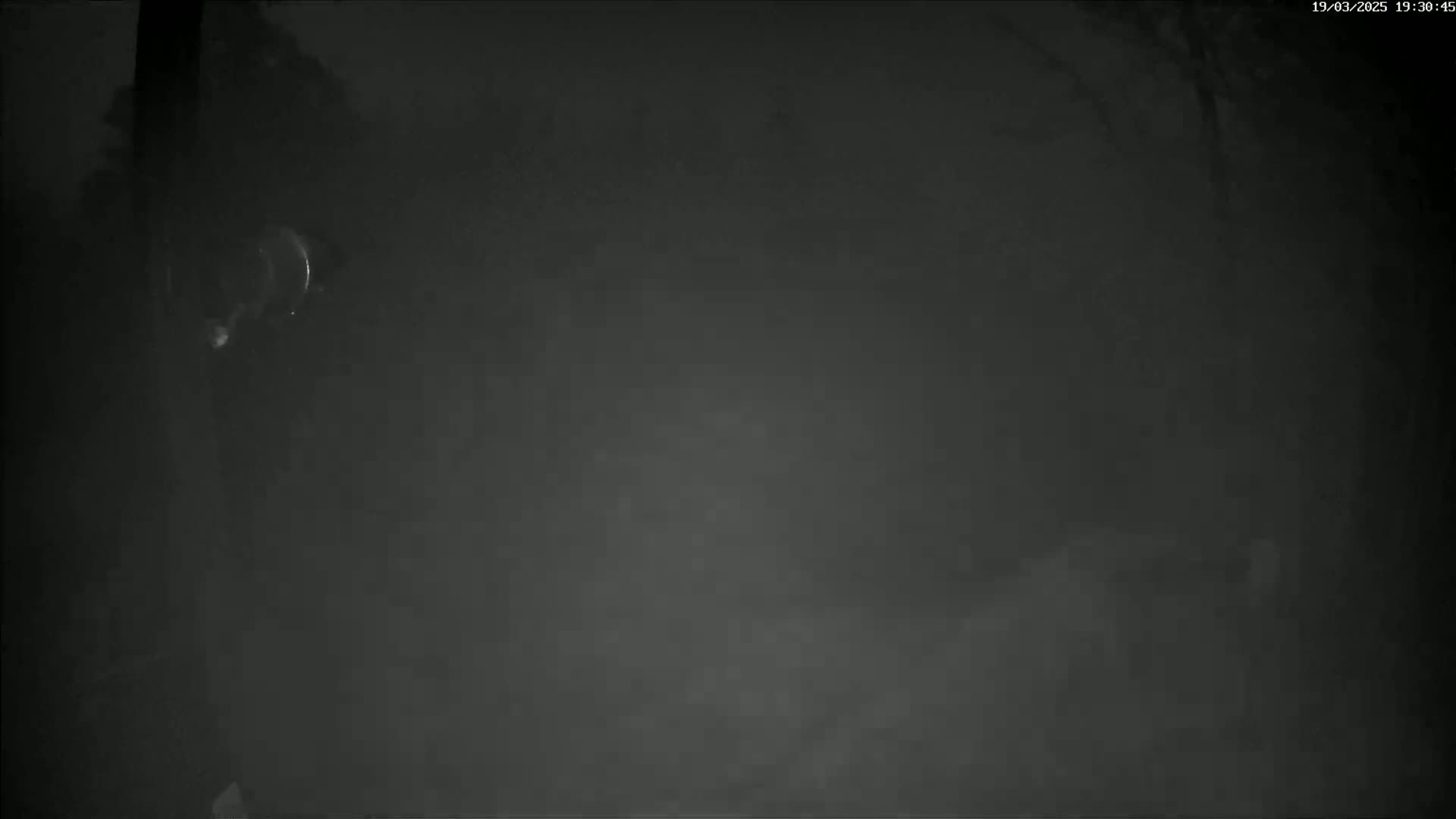 A dark, foggy scene is visible, with a blurry, indistinct object partially visible in the upper left corner.
