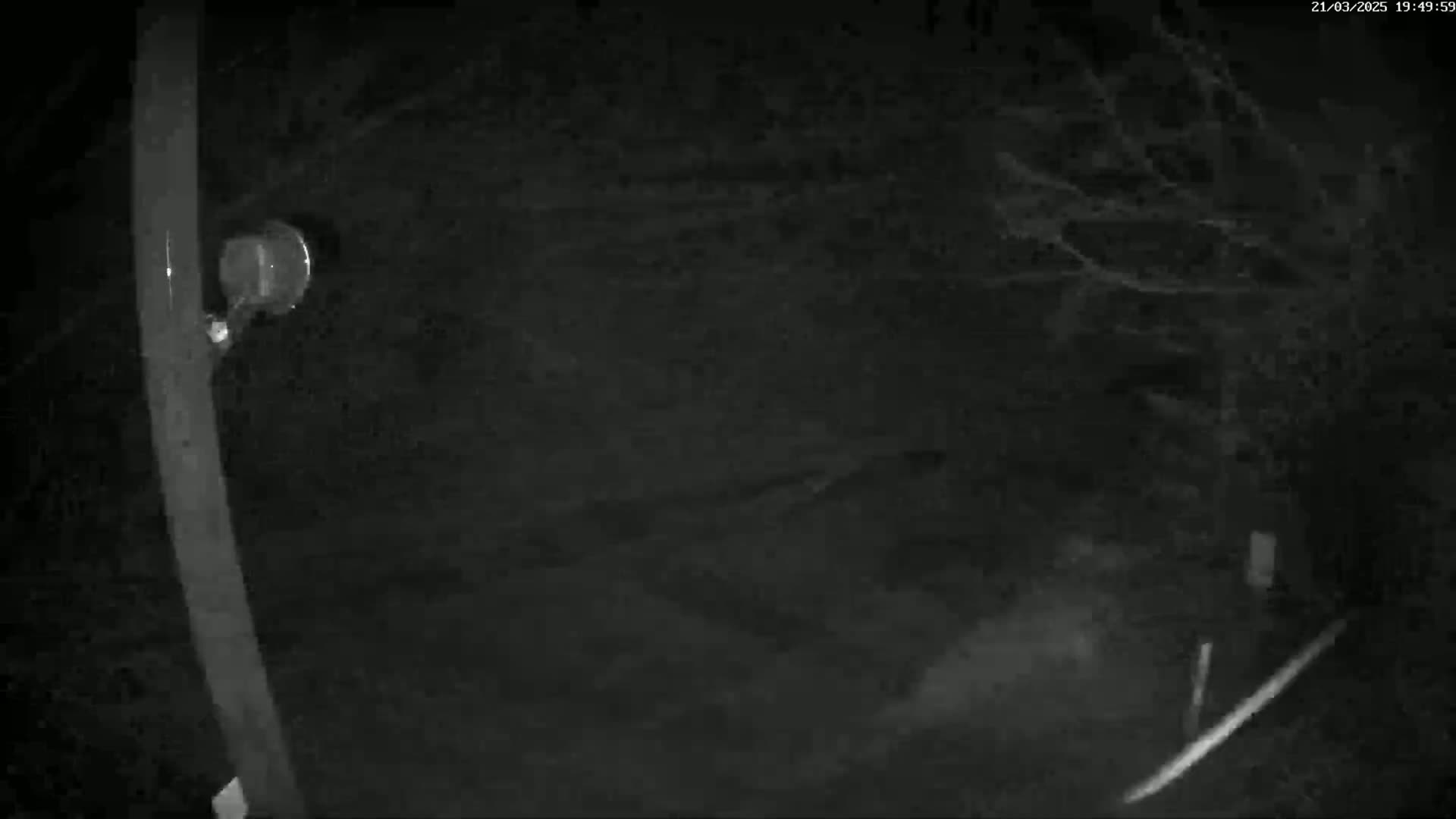 A nighttime, low-light image shows a dark, blurry scene with a vertical pole and a small round object attached to it.