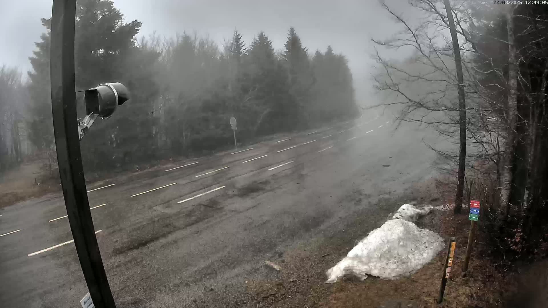 A snow-covered pile sits near a road in a foggy, snowy wooded area.