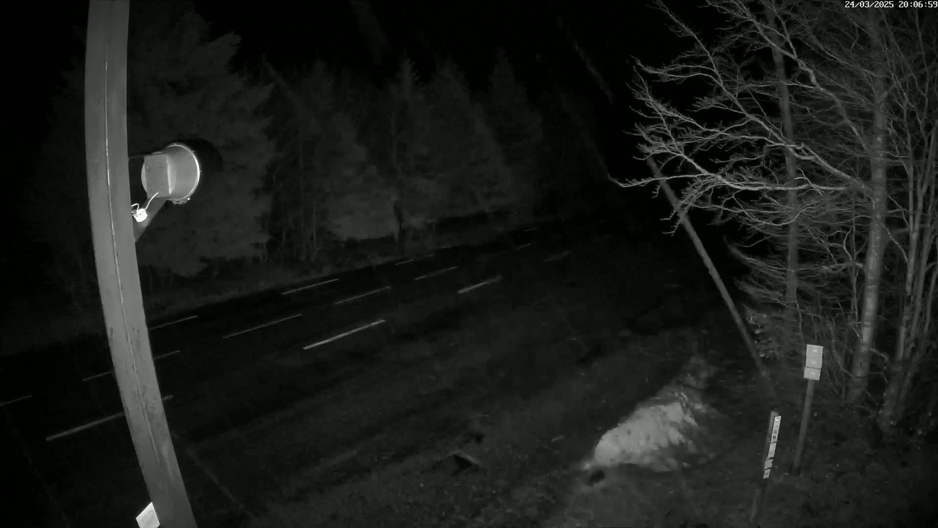 A nighttime, low-light view shows a dark road with white lane markings, bordered by bare trees and a portion of a pole with a camera attached.