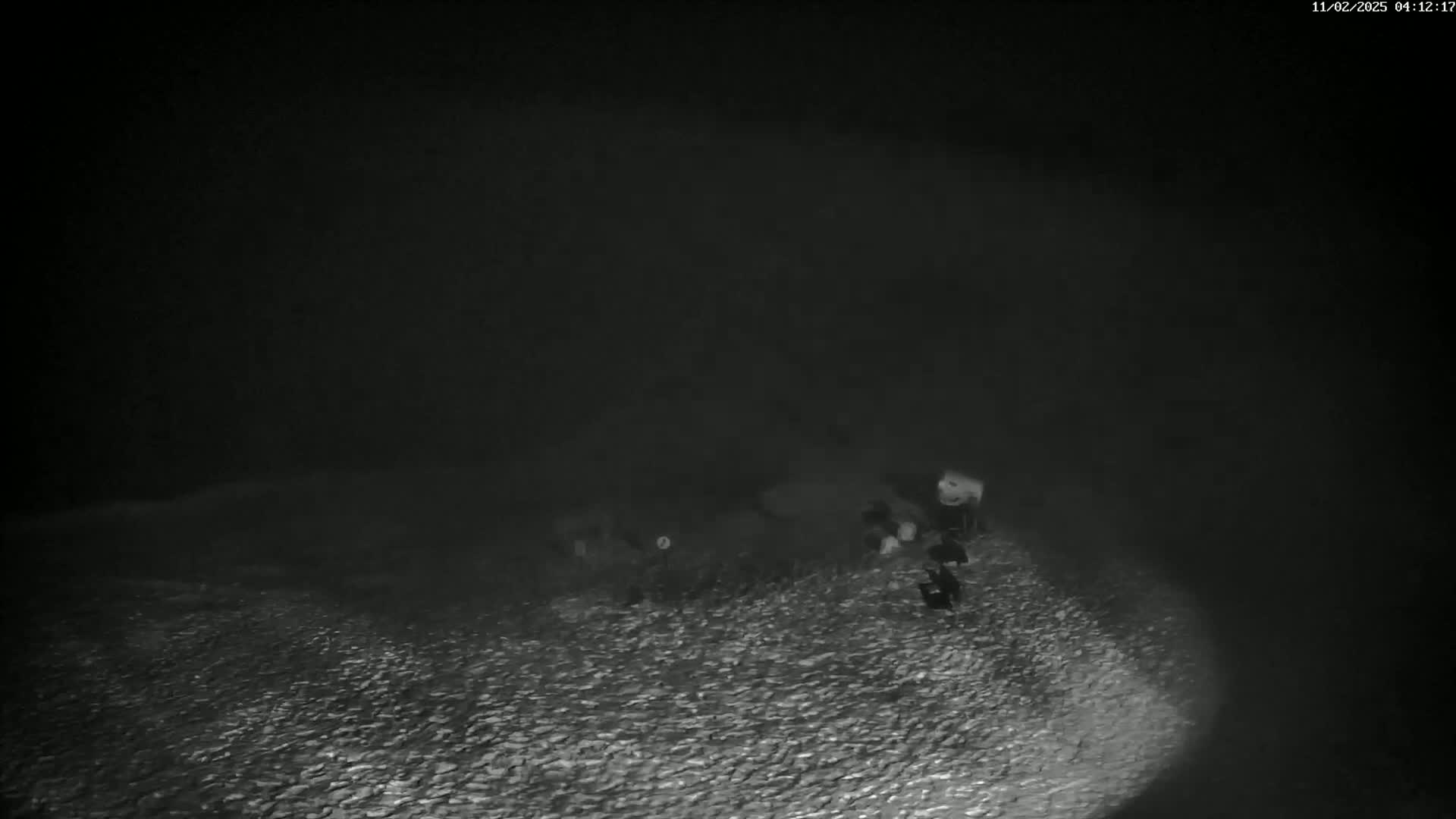 A nighttime, low-light image shows several dark, indistinct shapes on a textured surface, possibly ground or water, under foggy or hazy conditions.