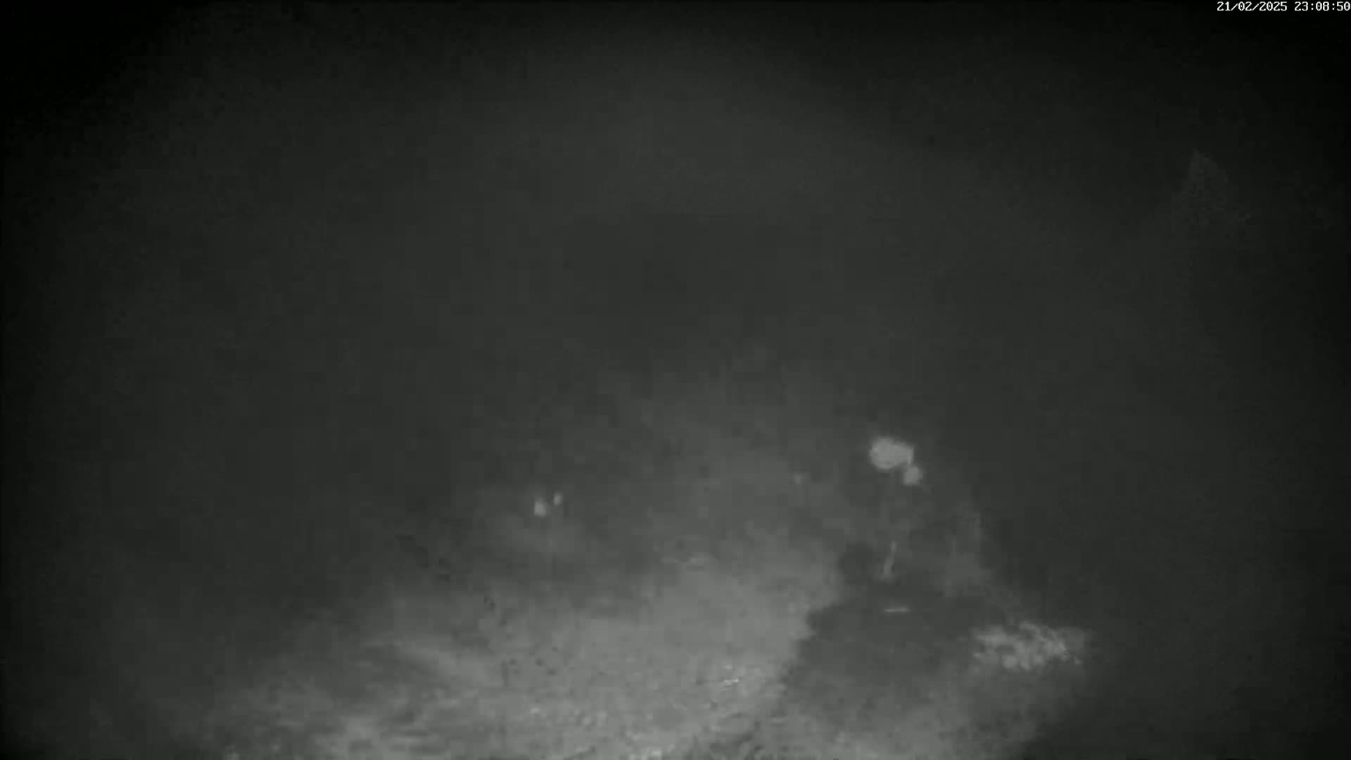A blurry, nighttime image shows a figure sitting amidst low vegetation in foggy conditions.
