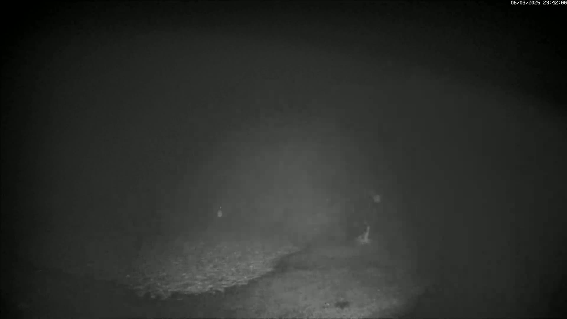 Two figures are barely visible in the thick fog of a dark, nighttime scene.