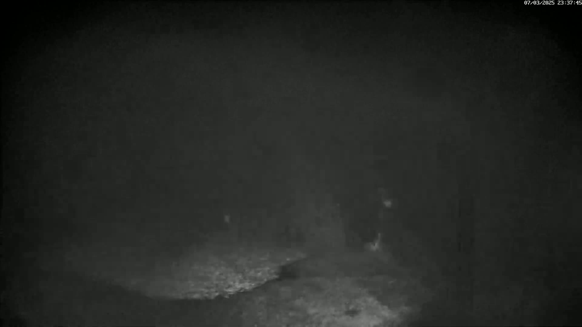 A grainy, low-light image shows indistinct shapes in a dark, possibly wooded area at night.