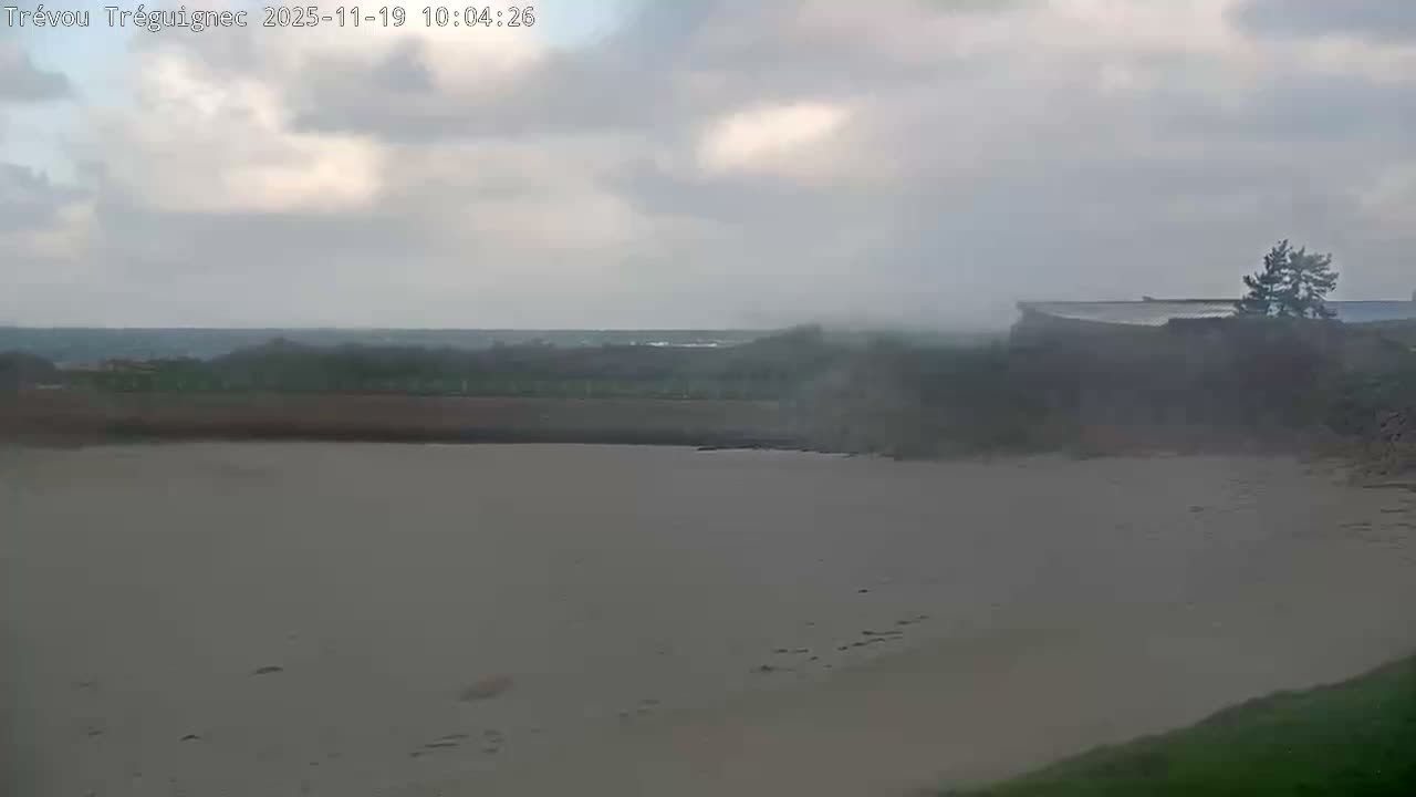 The image shows an overcast and hazy day at a wide, muddy beach or estuary, with murky water bordered by dark vegetation and a solitary evergreen tree against a cloudy sky.