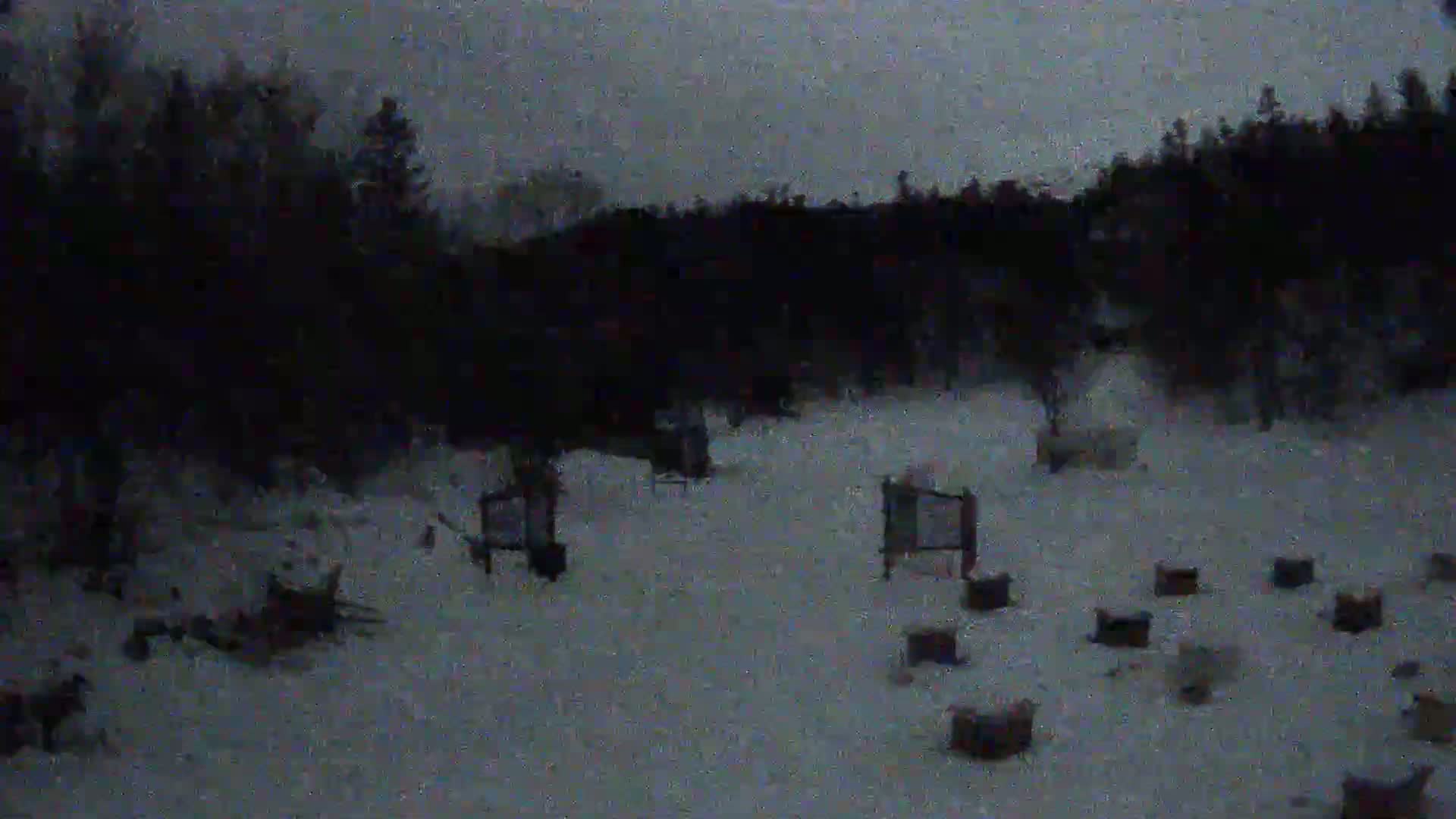 A snow-covered area with dark trees in the background and several dark objects scattered on the ground under a dim, overcast sky.