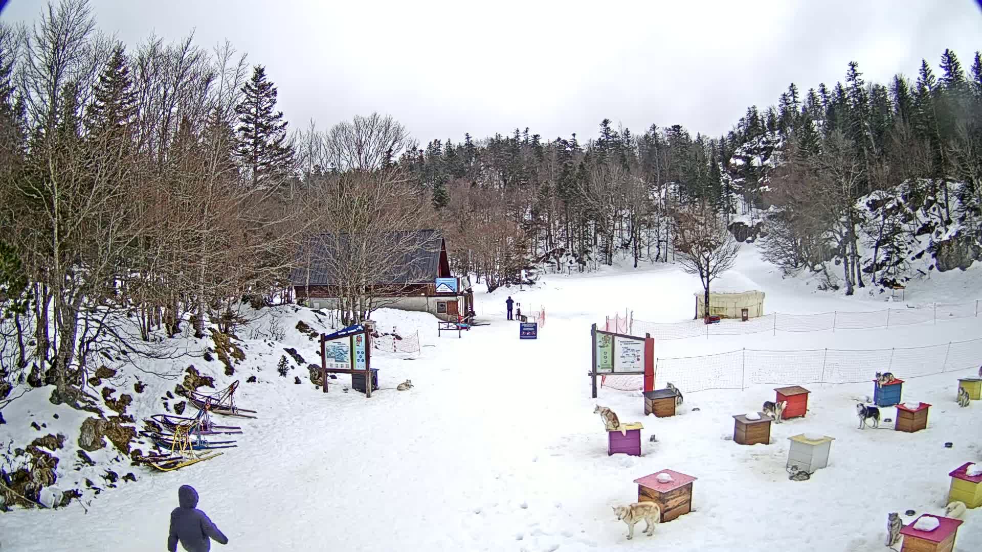 A snowy, overcast day reveals a snow-covered area with a small building, several dogs in colorful kennels, and sleds parked near bare deciduous trees and evergreens.