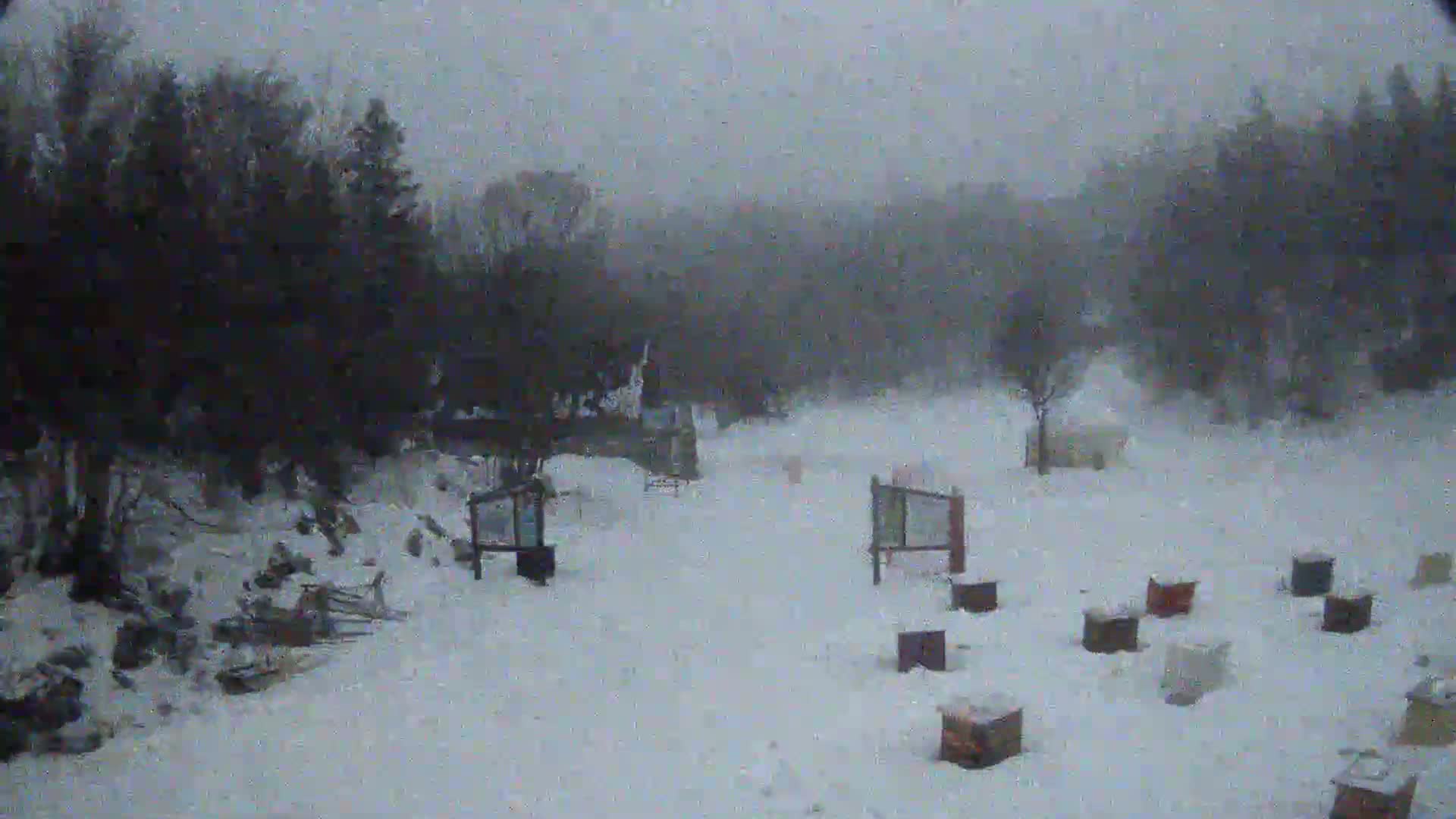 A snow-covered area with numerous beehives, informational signs, and trees in the background during a snowfall.