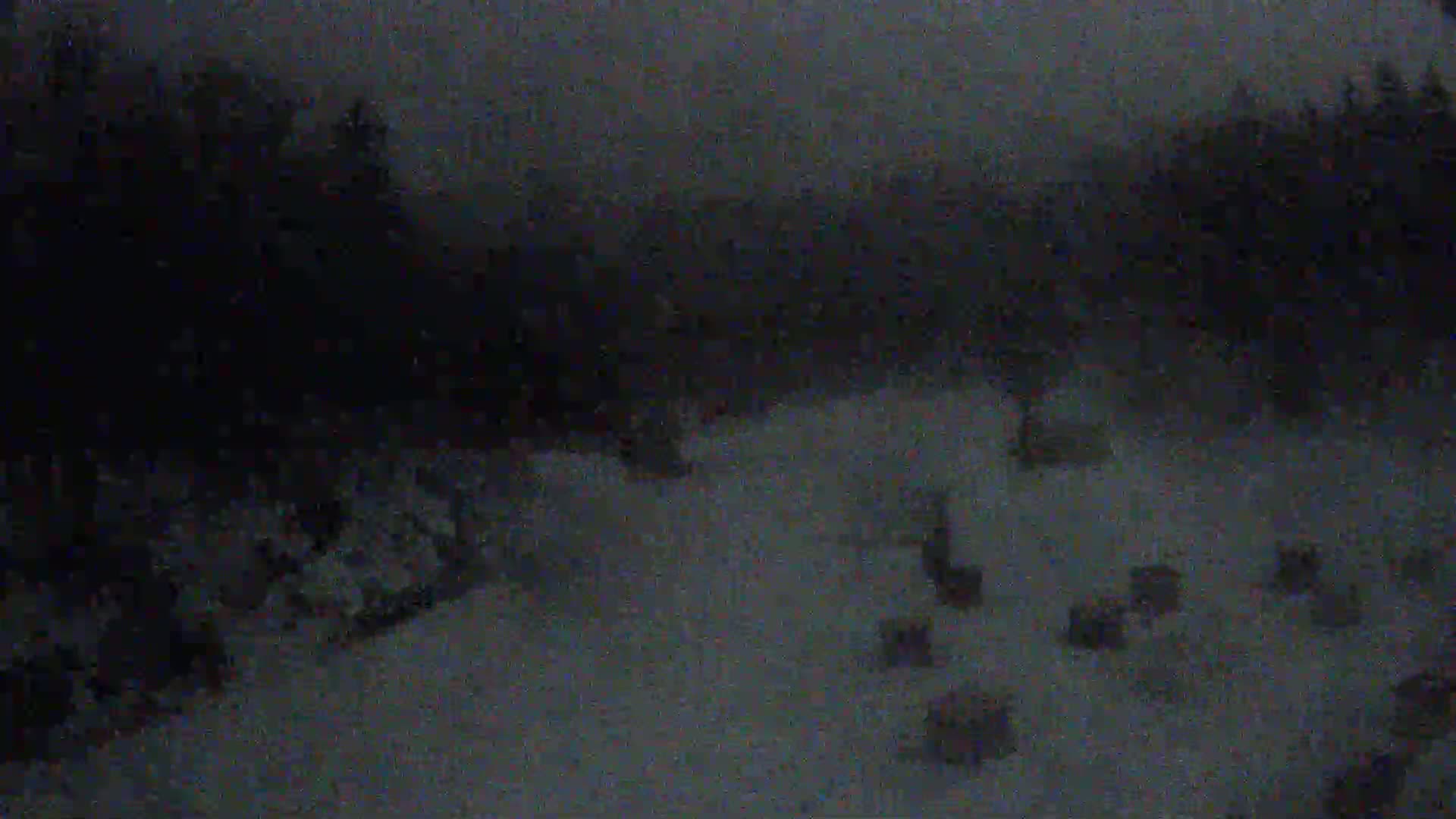 A snowy, dark scene shows a group of dark-colored animals in a snowy area near some dark trees.