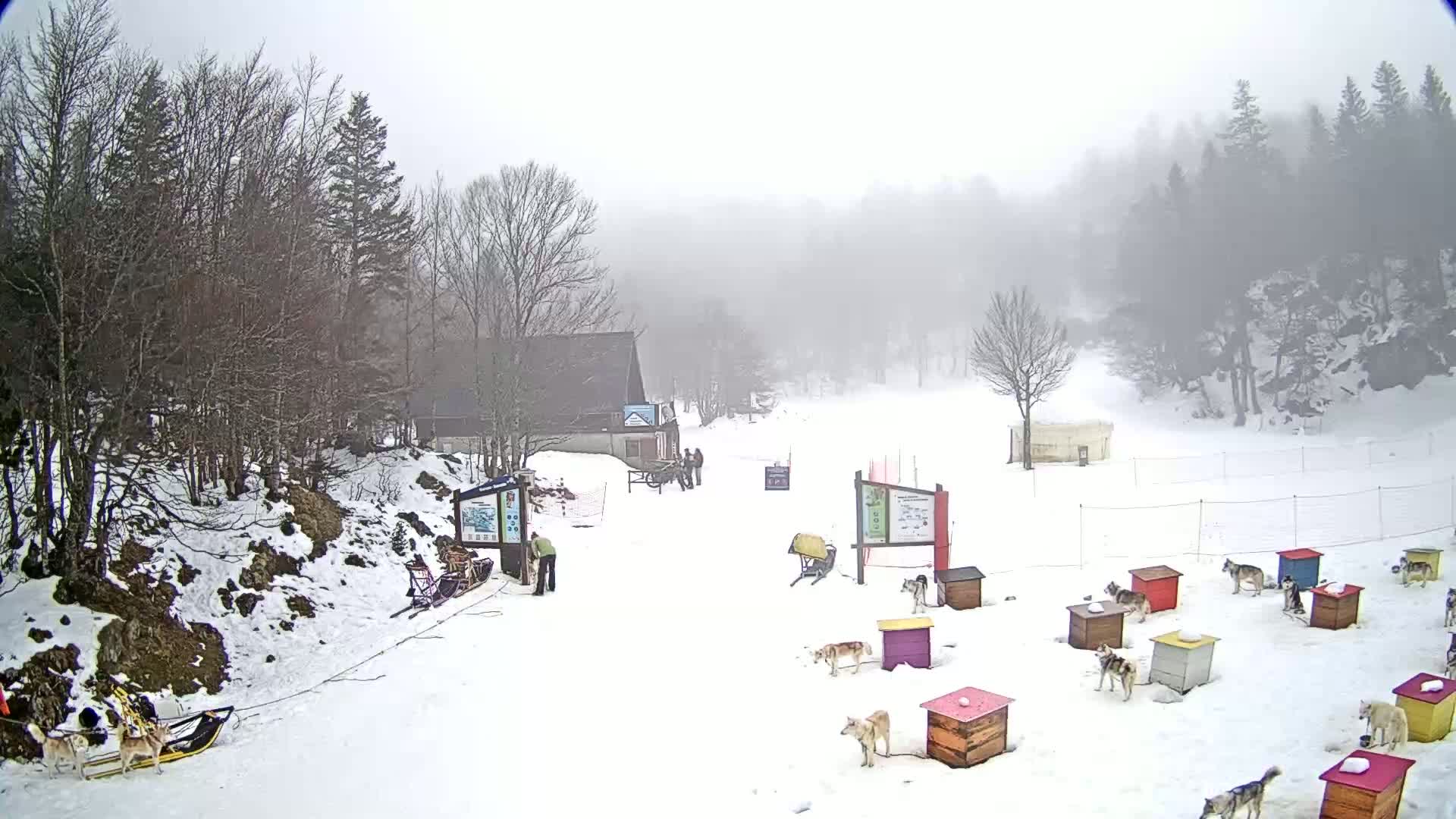 A snowy, foggy scene shows a building, several dogs in individual kennels, and dog sleds with people nearby.
