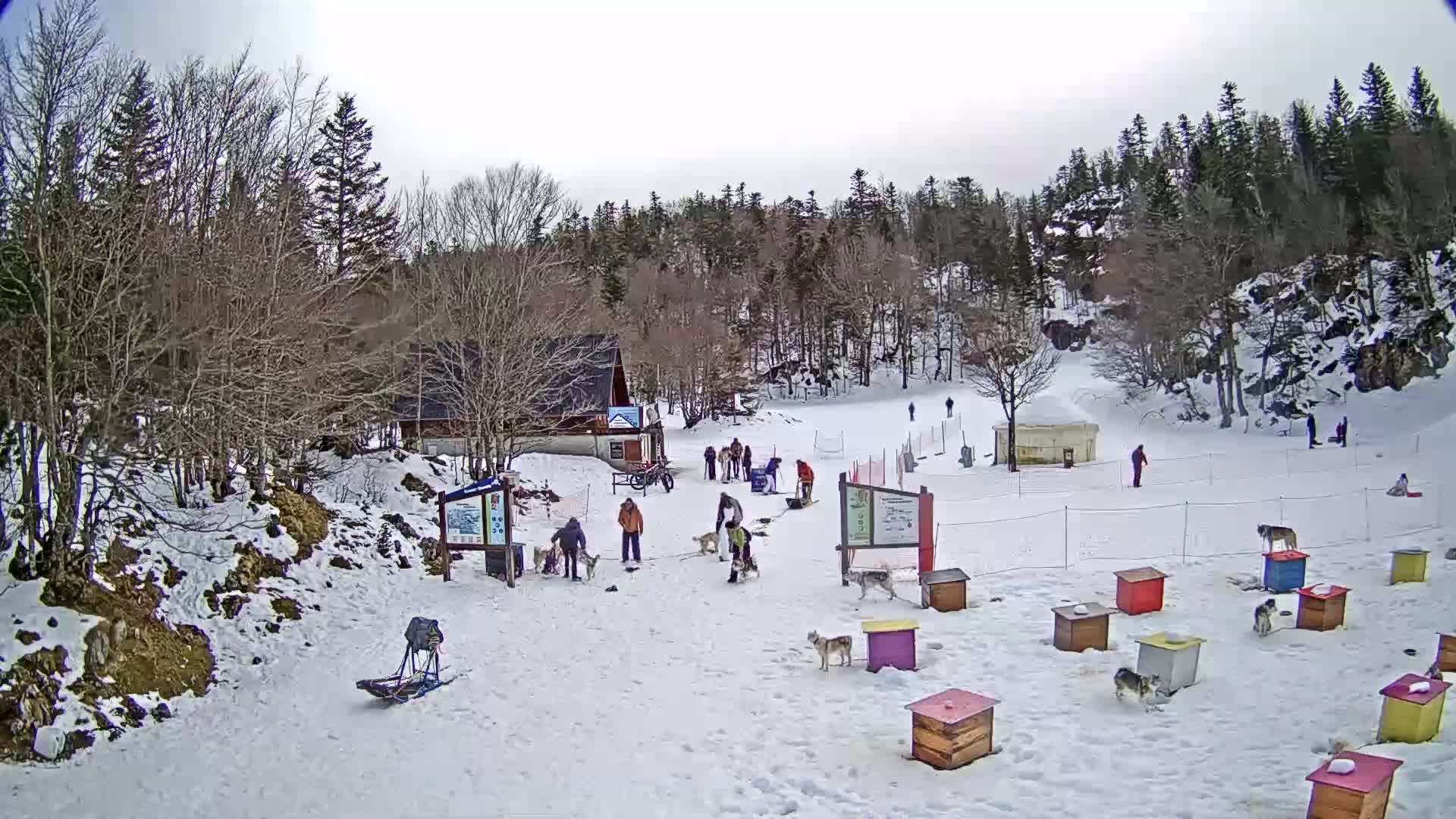 A snowy, overcast day at a dog sledding area shows people interacting with huskies near small wooden dog houses and a small building, with a snow-covered forest in the background.